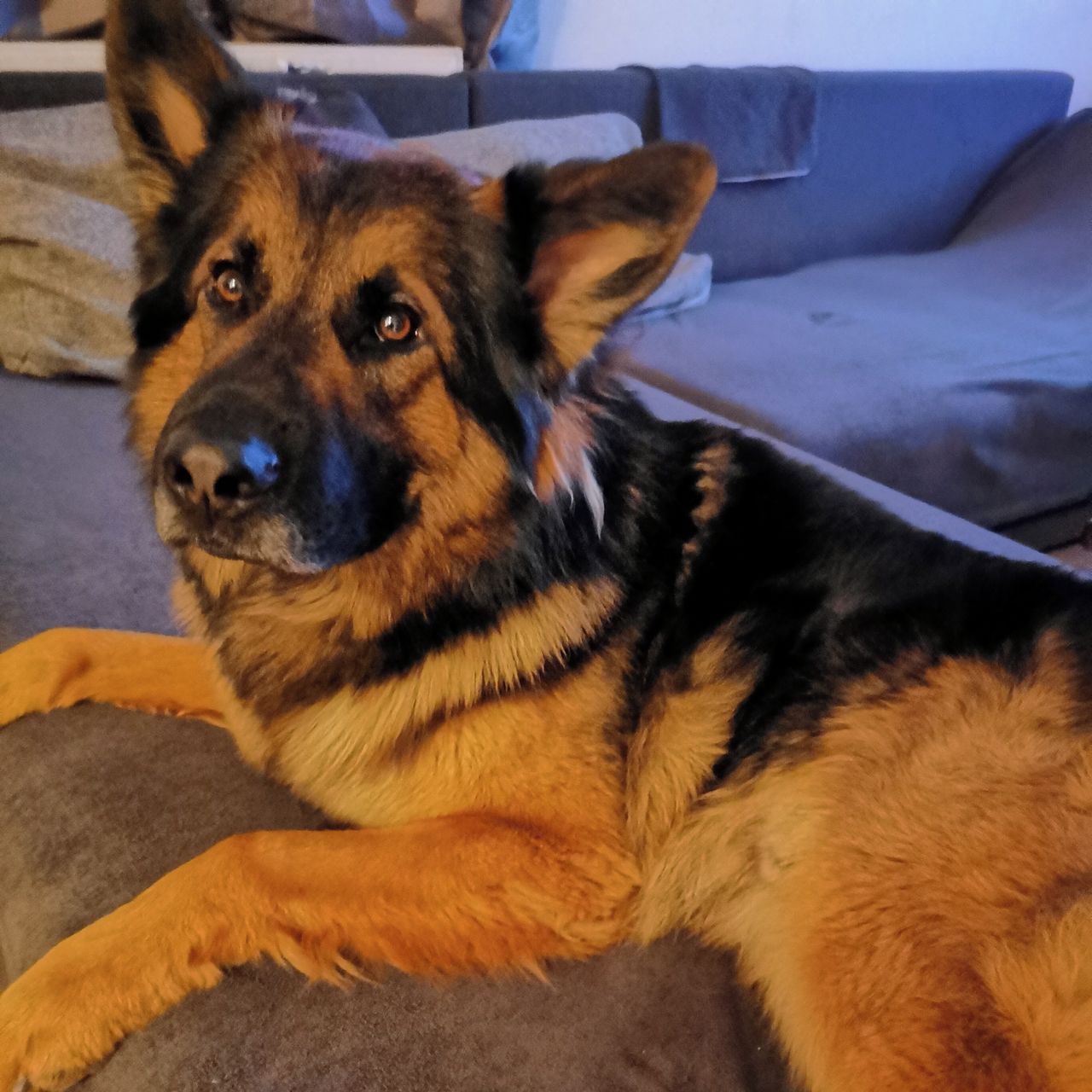 Soutěžní fotografie - Max,  Německý ovčák