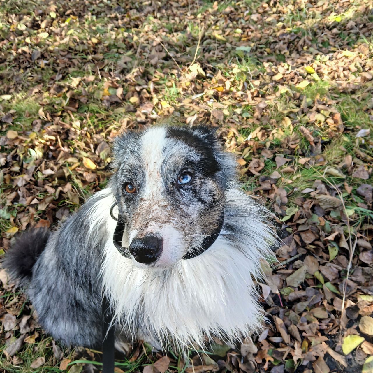Soutěžní fotografie - Kain,  Bearded kolie