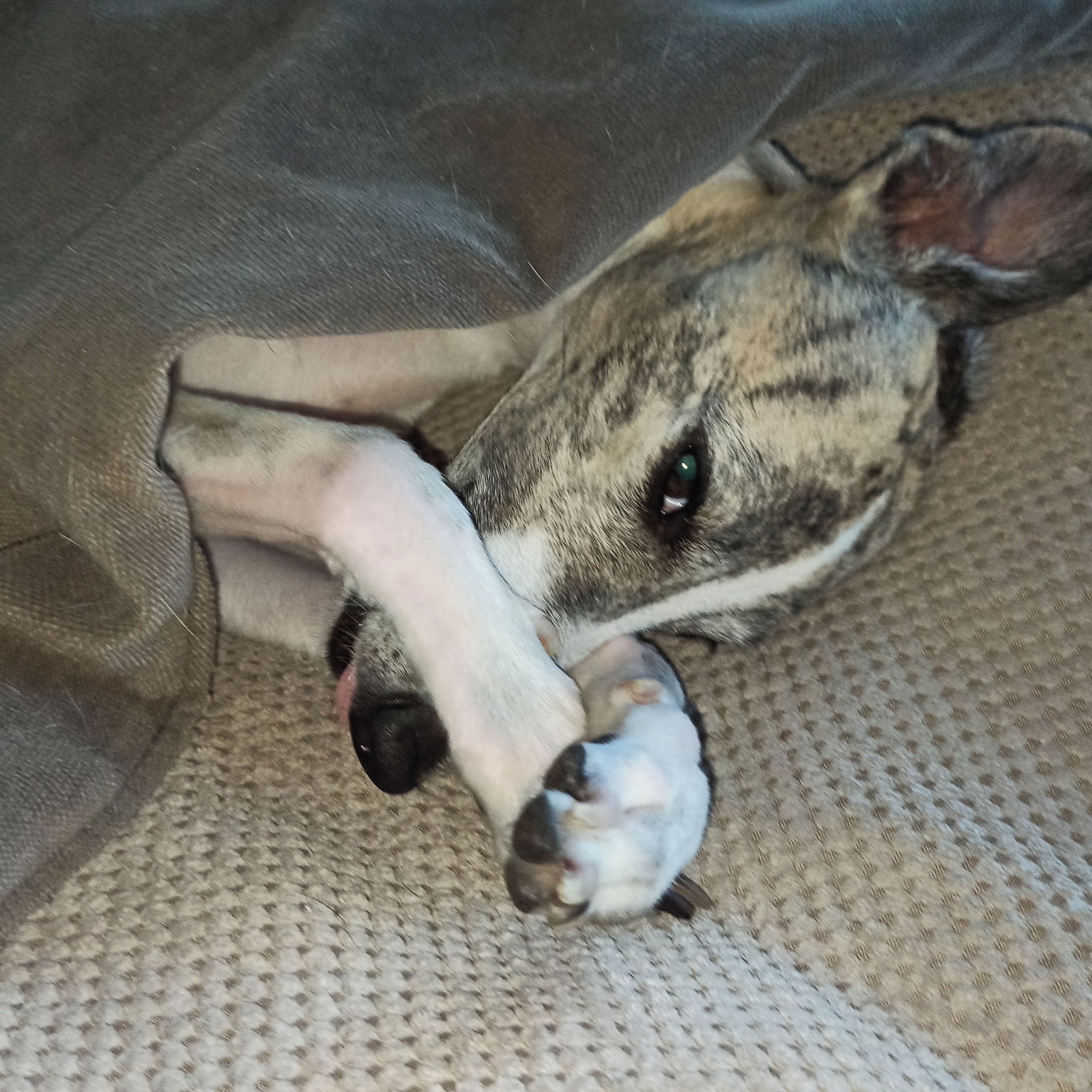 Soutěžní fotografie - Evitka,  Whippet