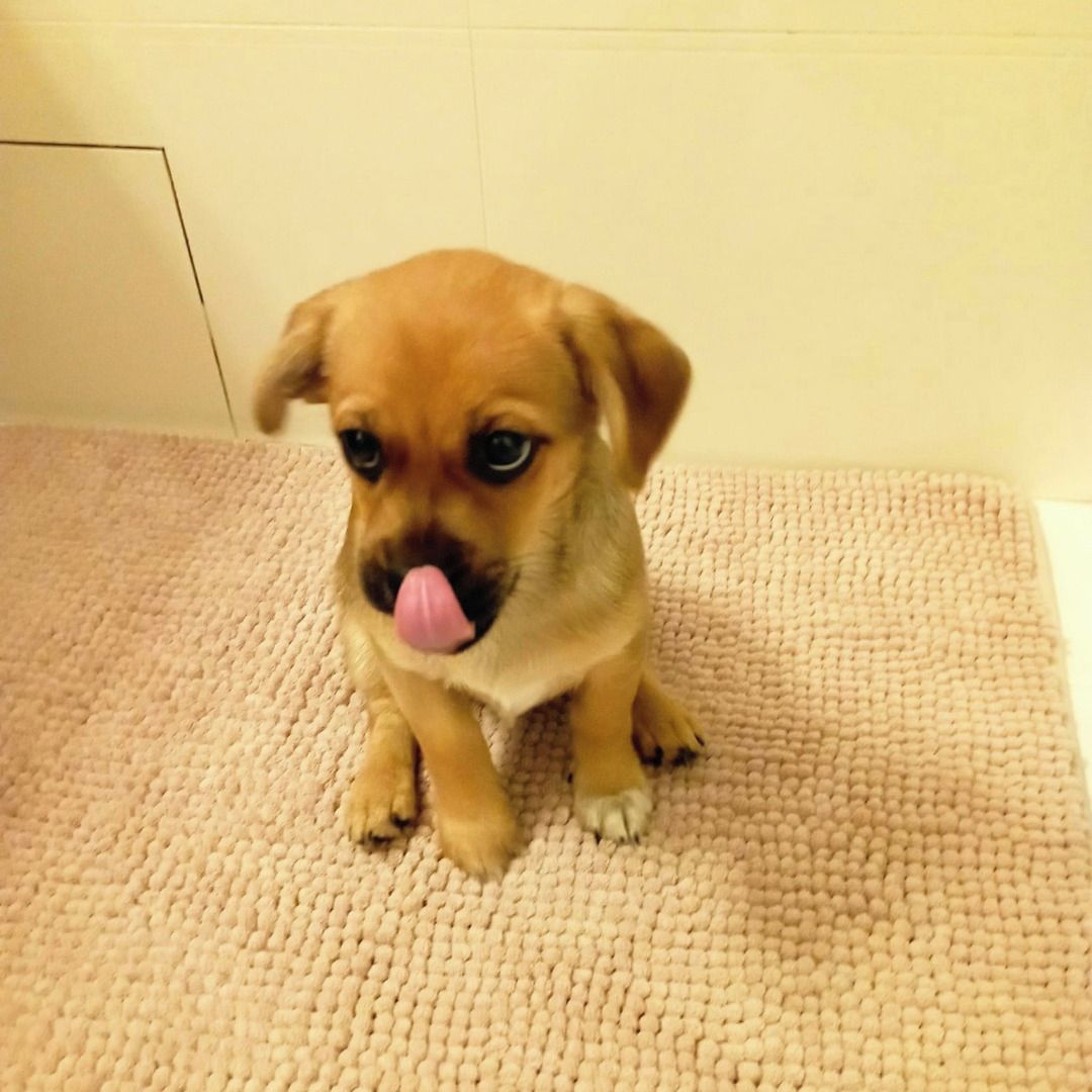 Soutěžní fotografie - Ťapik,  Ostatní