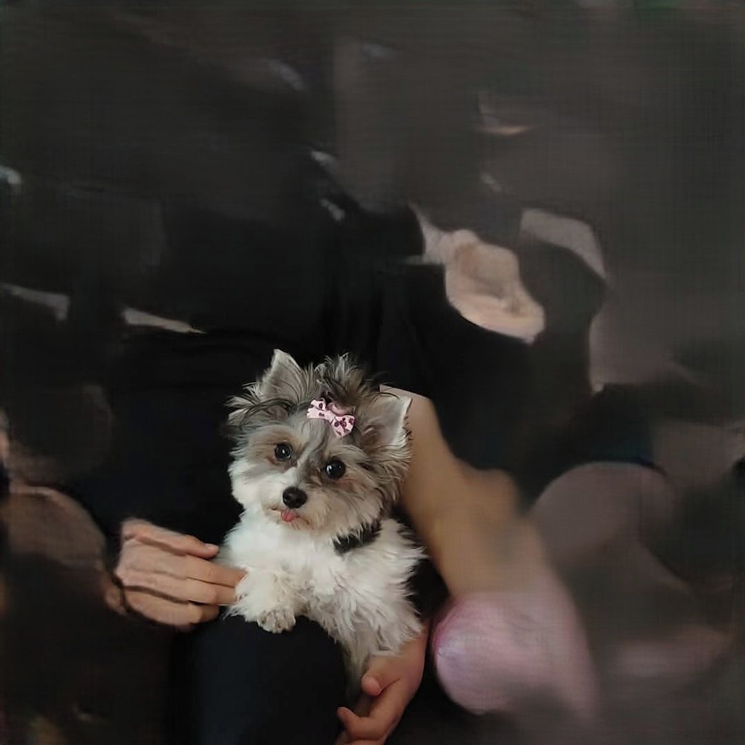 Soutěžní fotografie - Lilly,  Yorkšírský terier