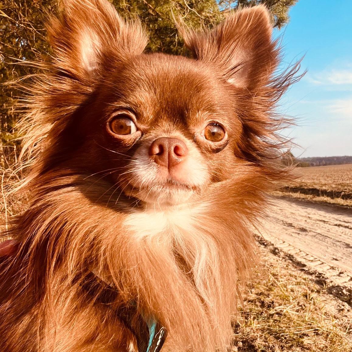 Soutěžní fotografie - Luck,  Čivava