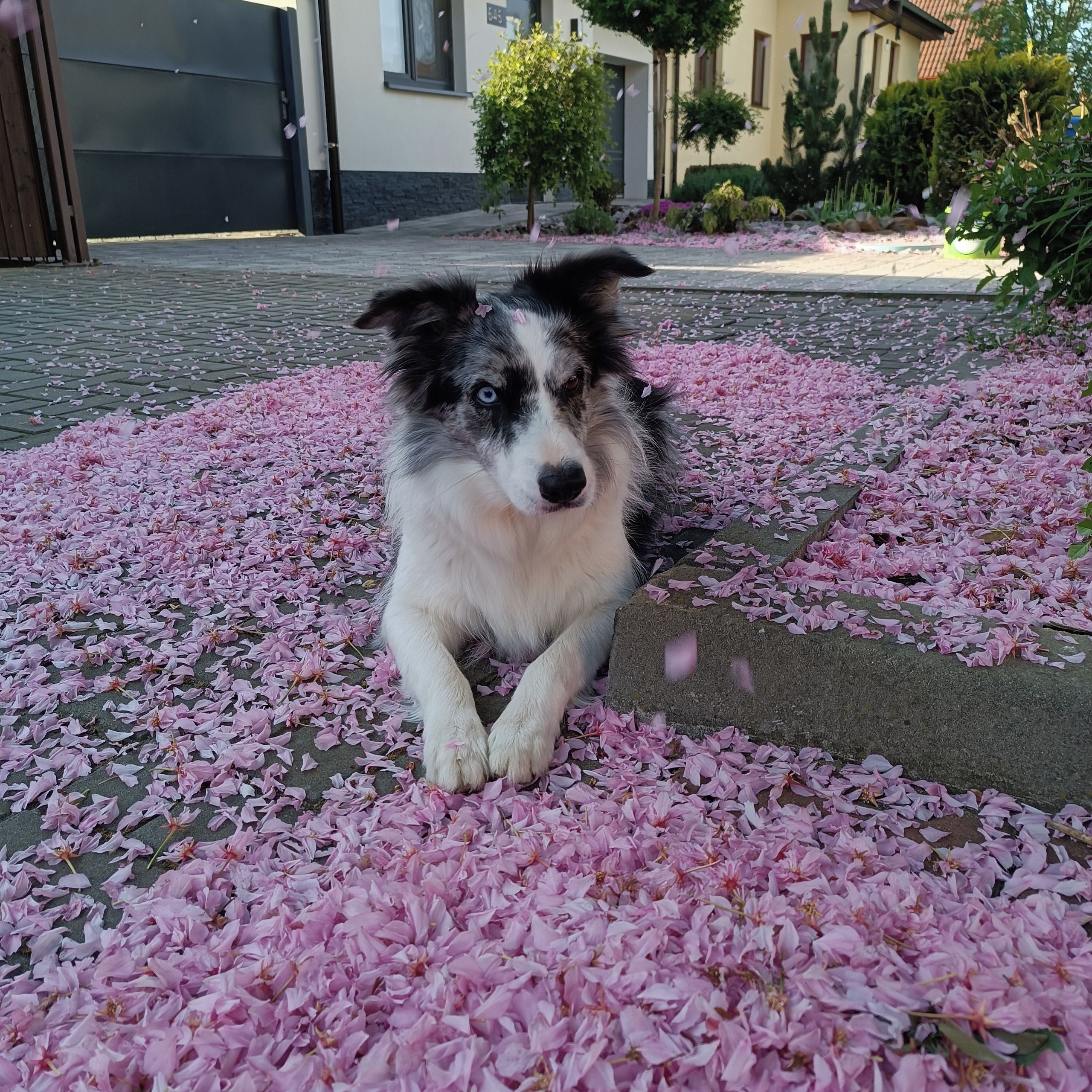 Soutěžní fotografie - Baffy,  Border kolie