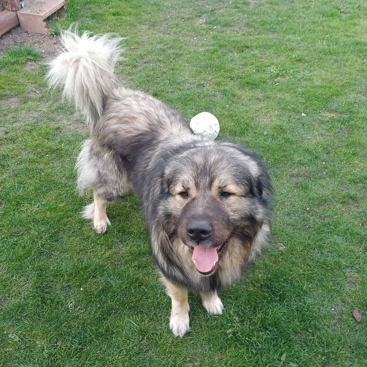 Soutěžní fotografie - Argo,  Šarplaninský pastevecký pes