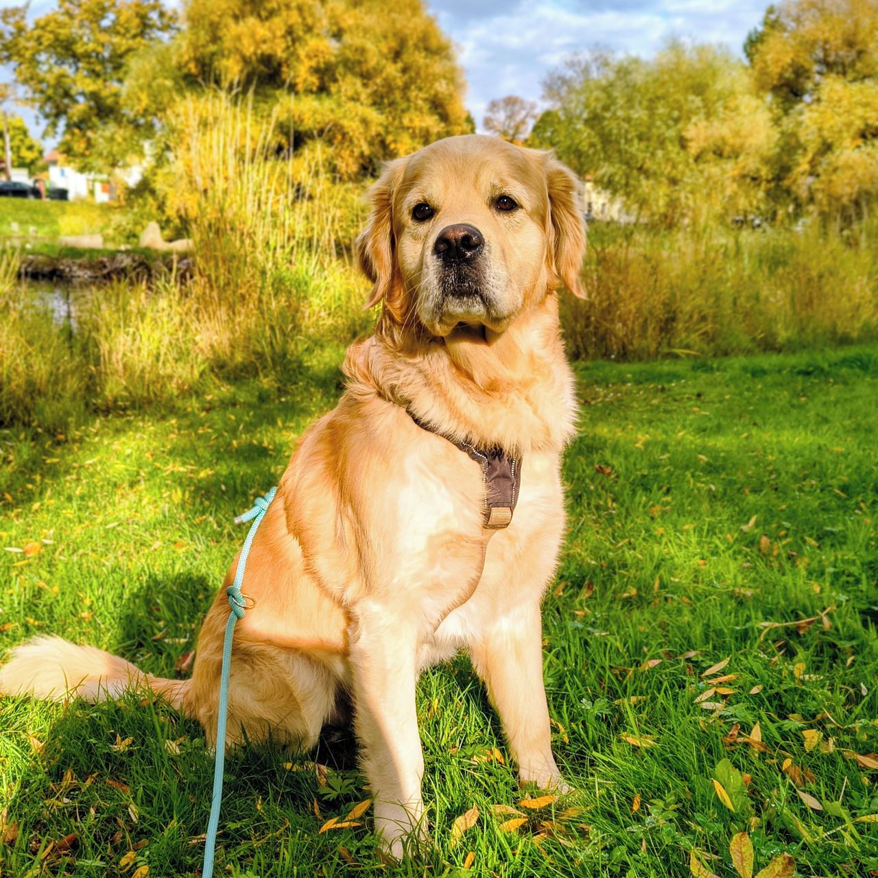 Soutěžní fotografie - Eda,  Zlatý retriever
