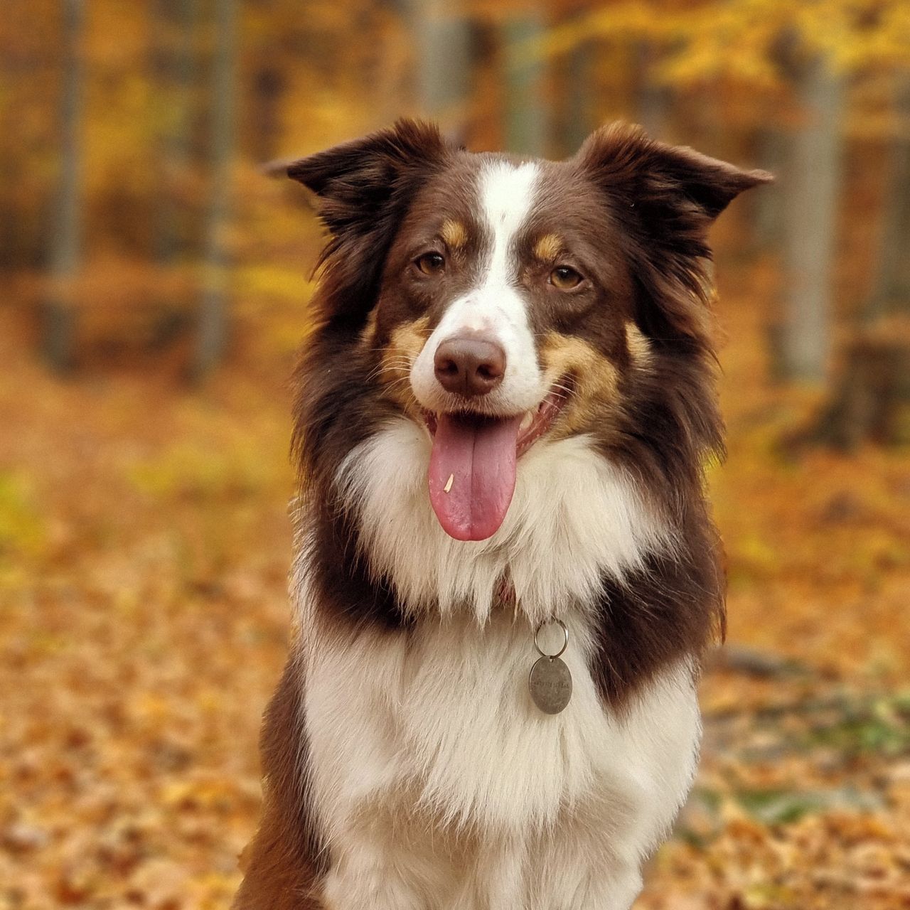 Soutěžní fotografie - Bradley,  Border kolie