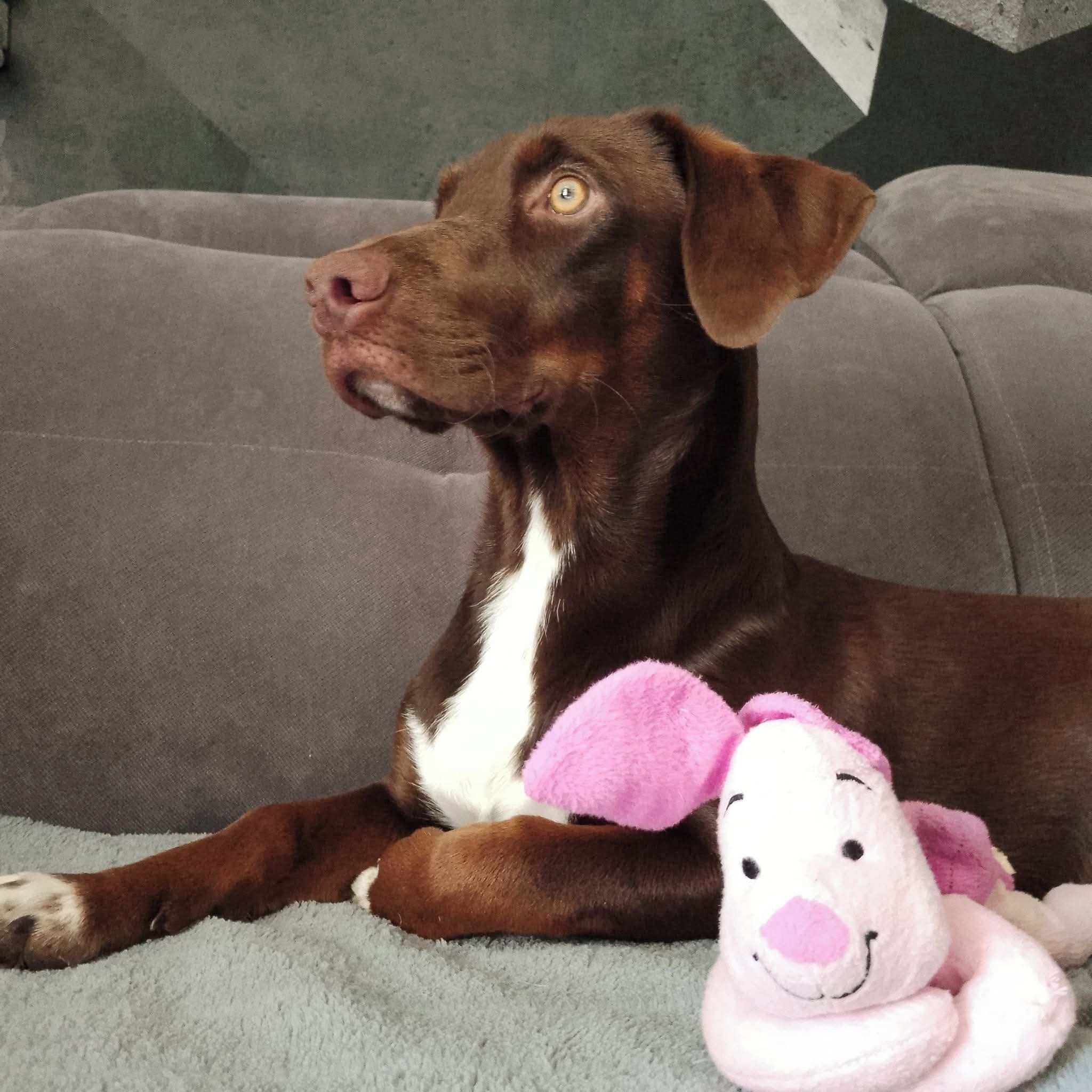 Soutěžní fotografie - Dony,  Maďarský ohař krátkosrstý