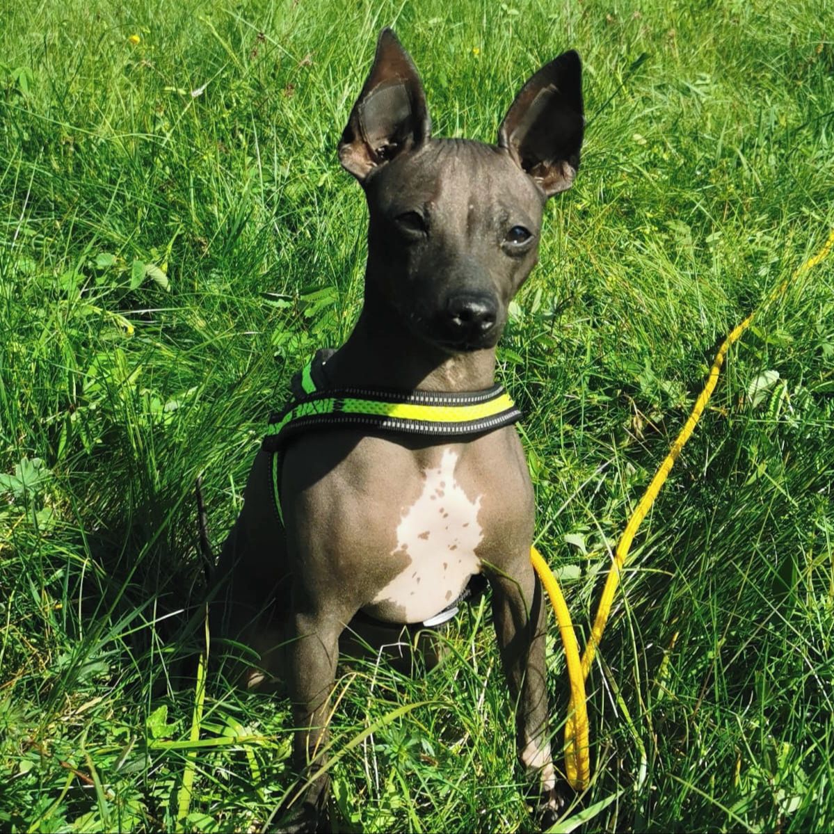 Soutěžní fotografie - Lillynka,  Americký bezsrstý terier