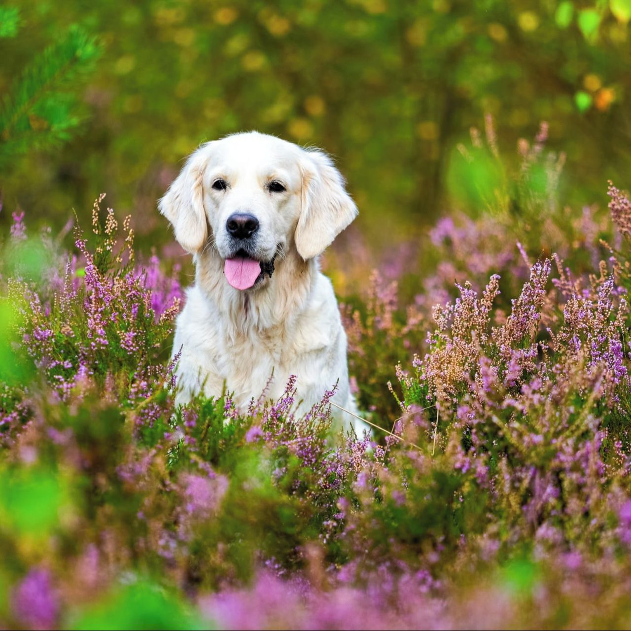 Soutěžní fotografie - Annie,  Zlatý retriever