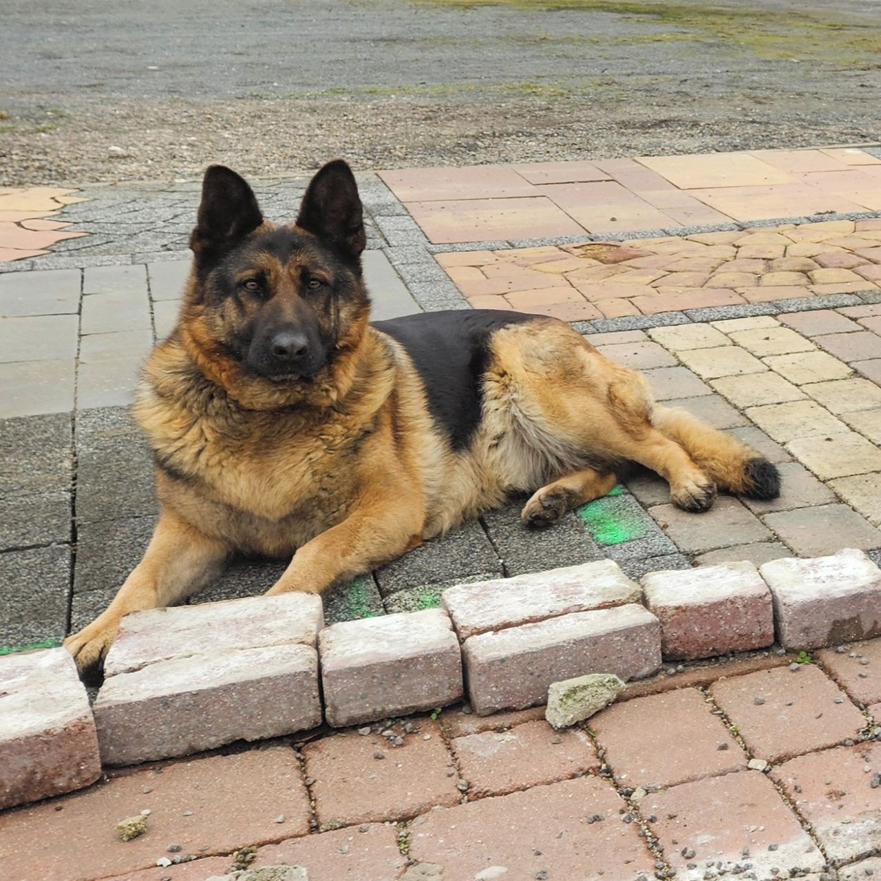 Soutěžní fotografie - Rita,  Německý ovčák