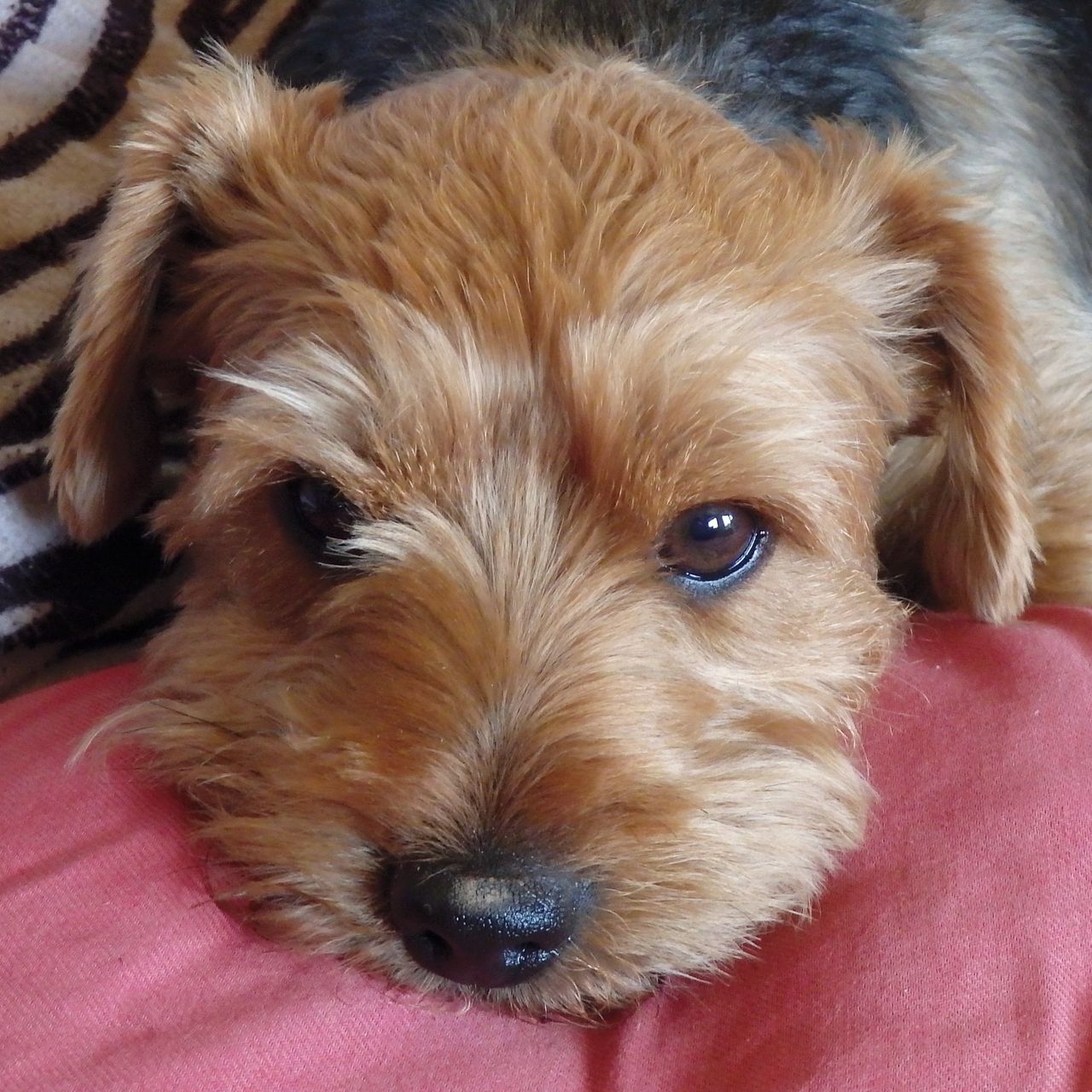 Soutěžní fotografie - Filip,  Yorkšírský terier