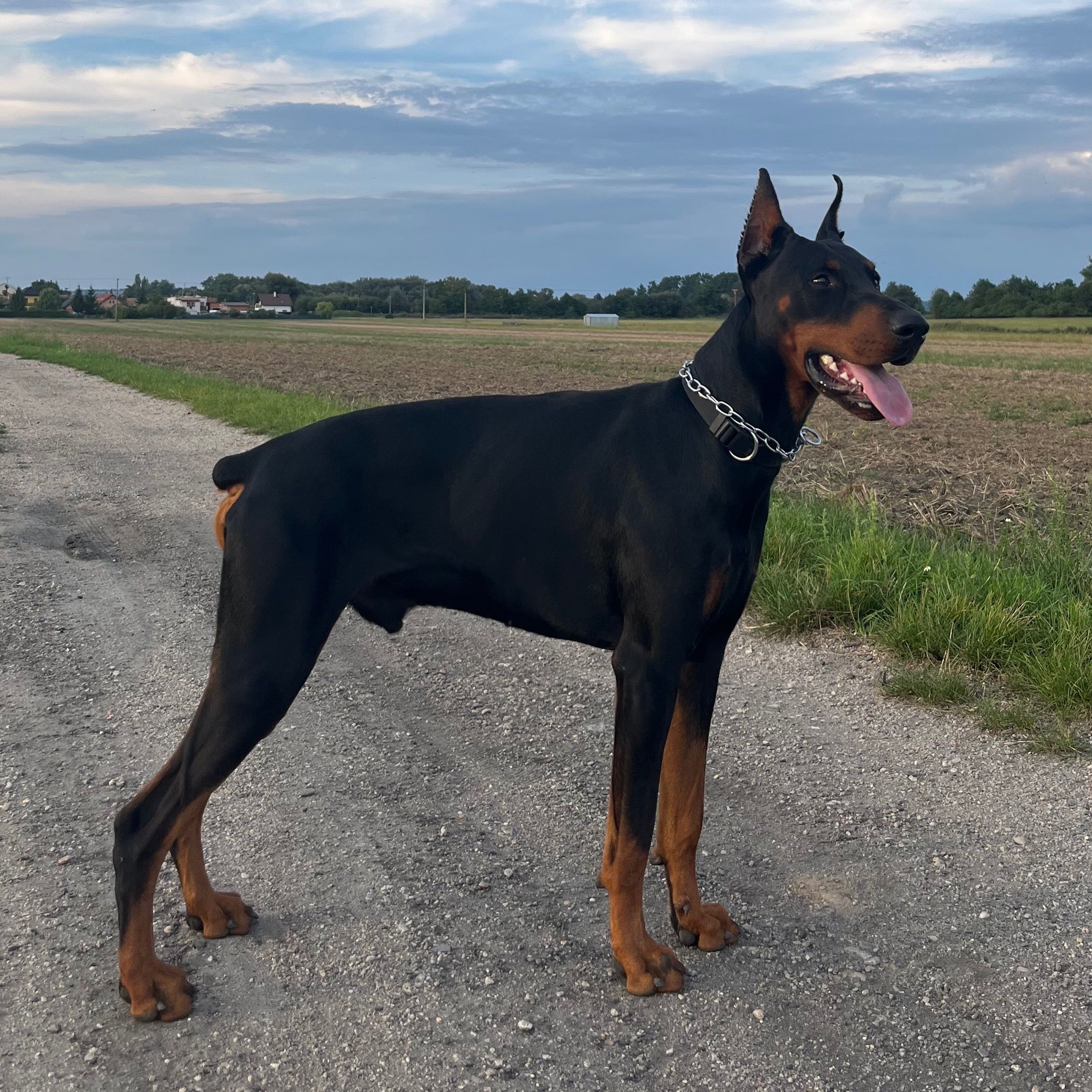 Soutěžní fotografie - Nero,  Dobrman