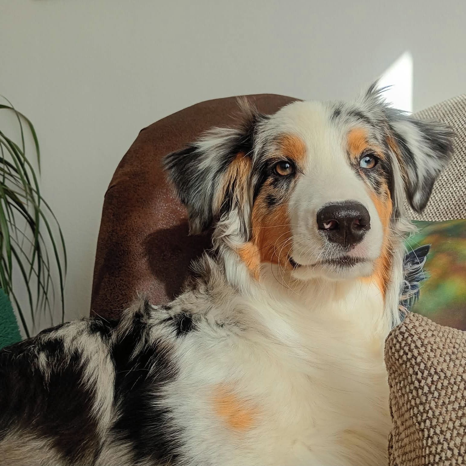 Soutěžní fotografie - Mio,  Australský ovčák