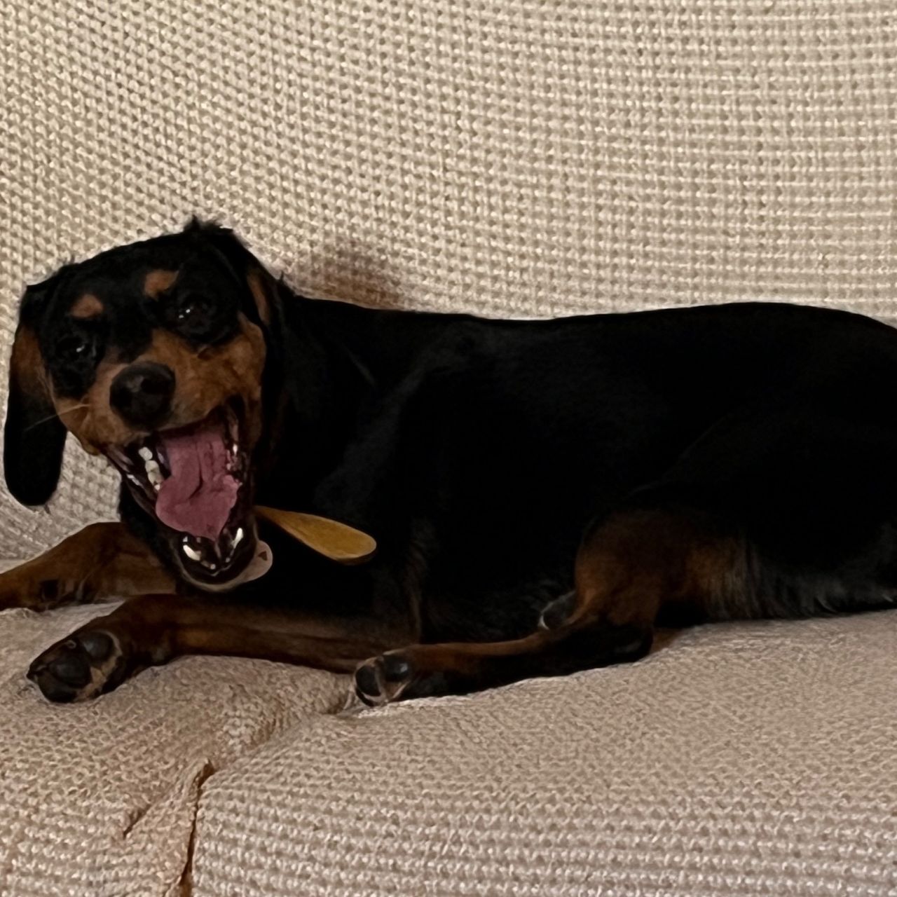 Soutěžní fotografie - Erbi,  Ostatní