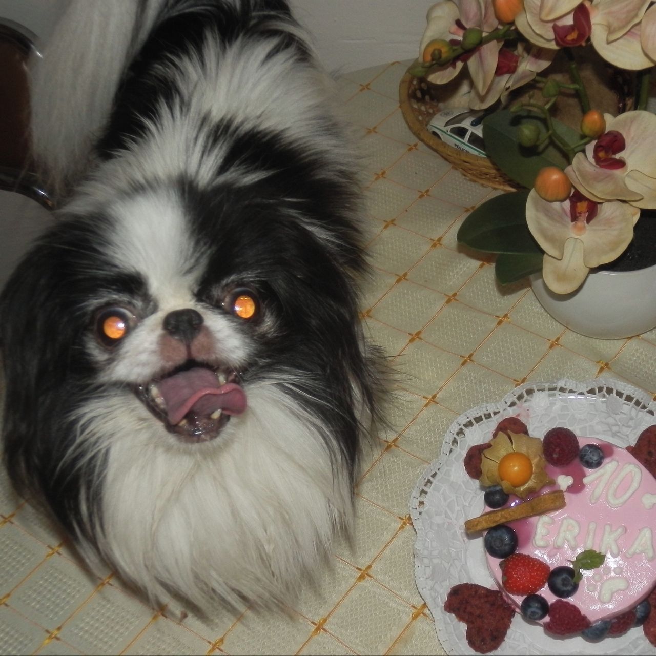 Soutěžní fotografie - Erika,  Japan-chin