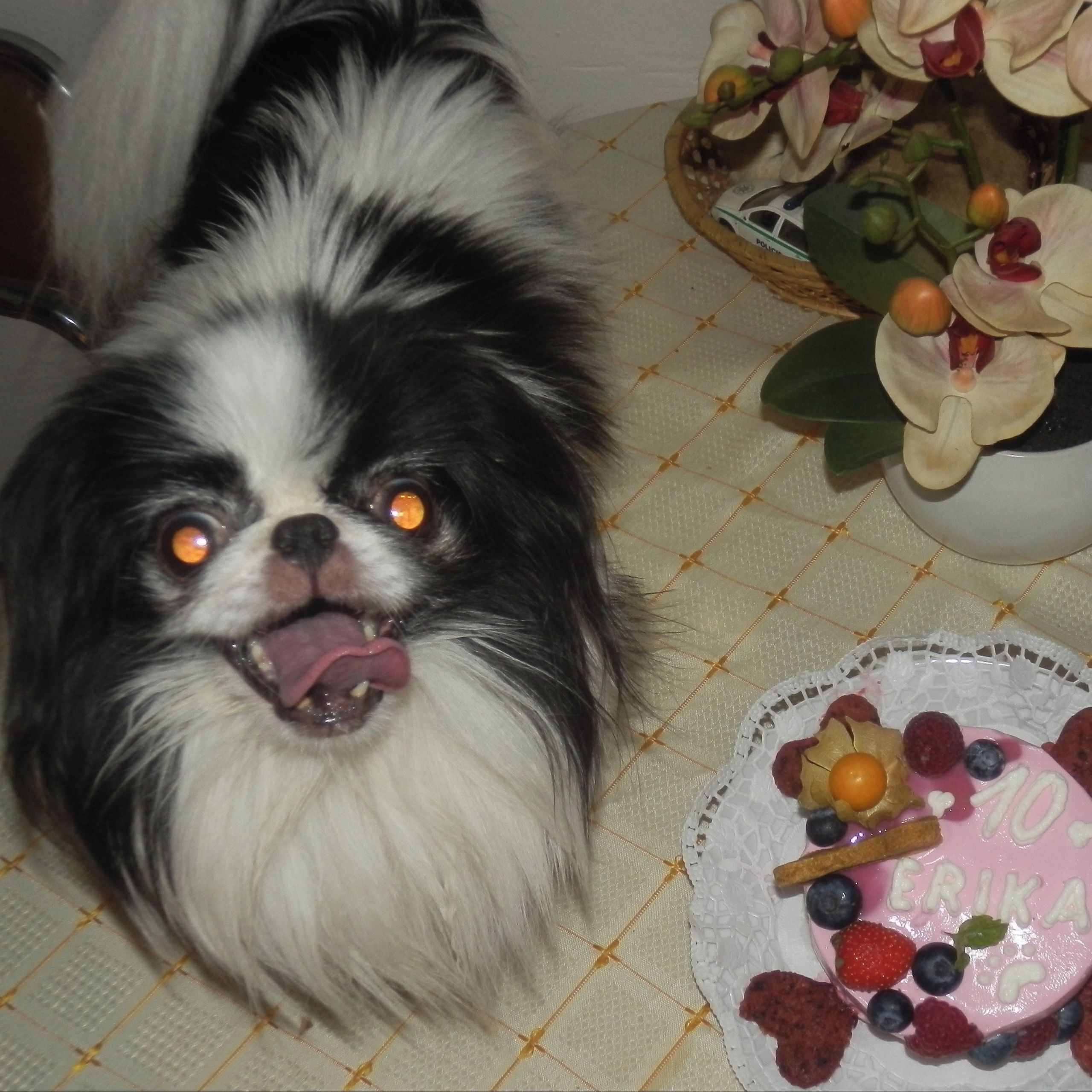 Soutěžní fotografie - Erika,  Japan-chin