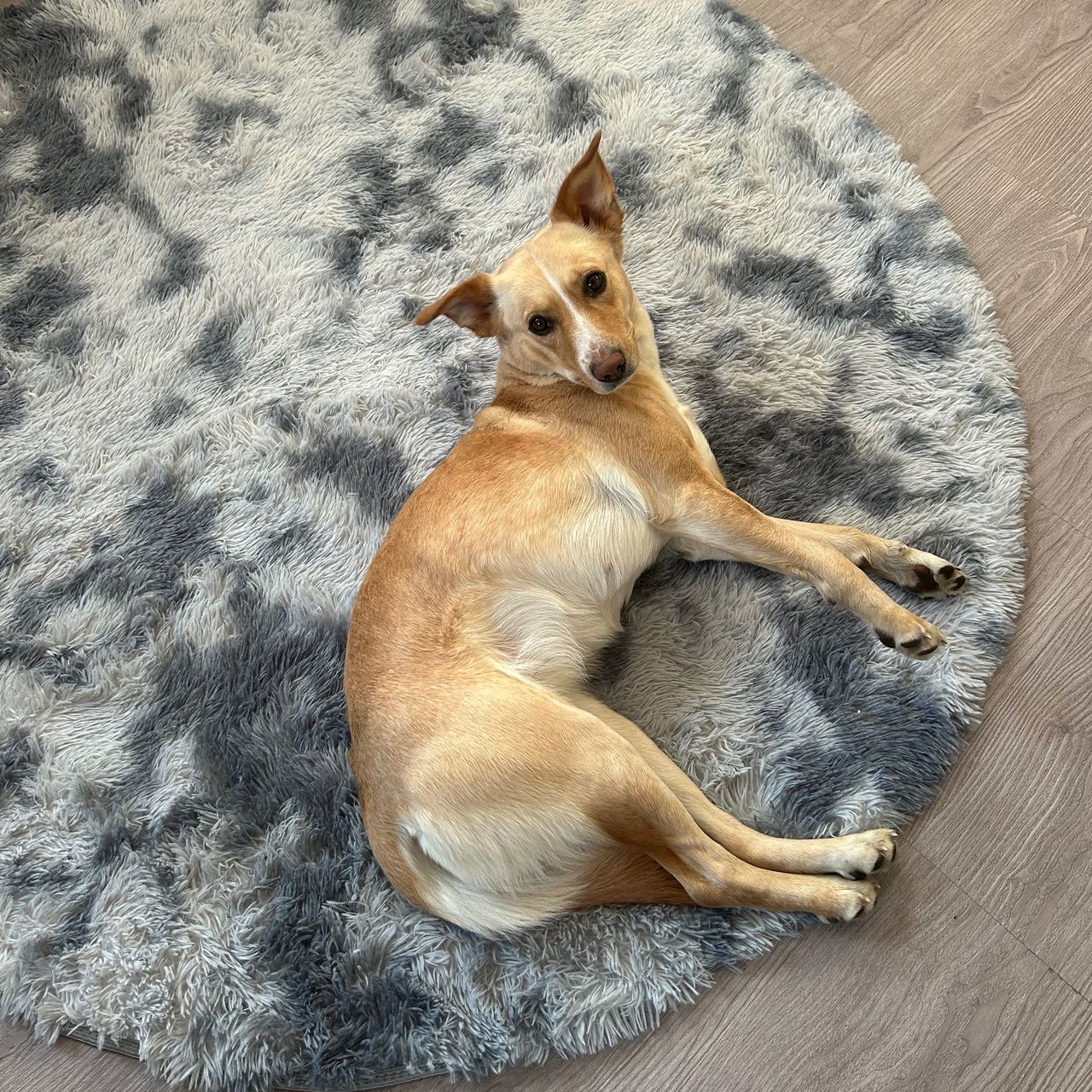 Soutěžní fotografie - Bony,  Ostatní