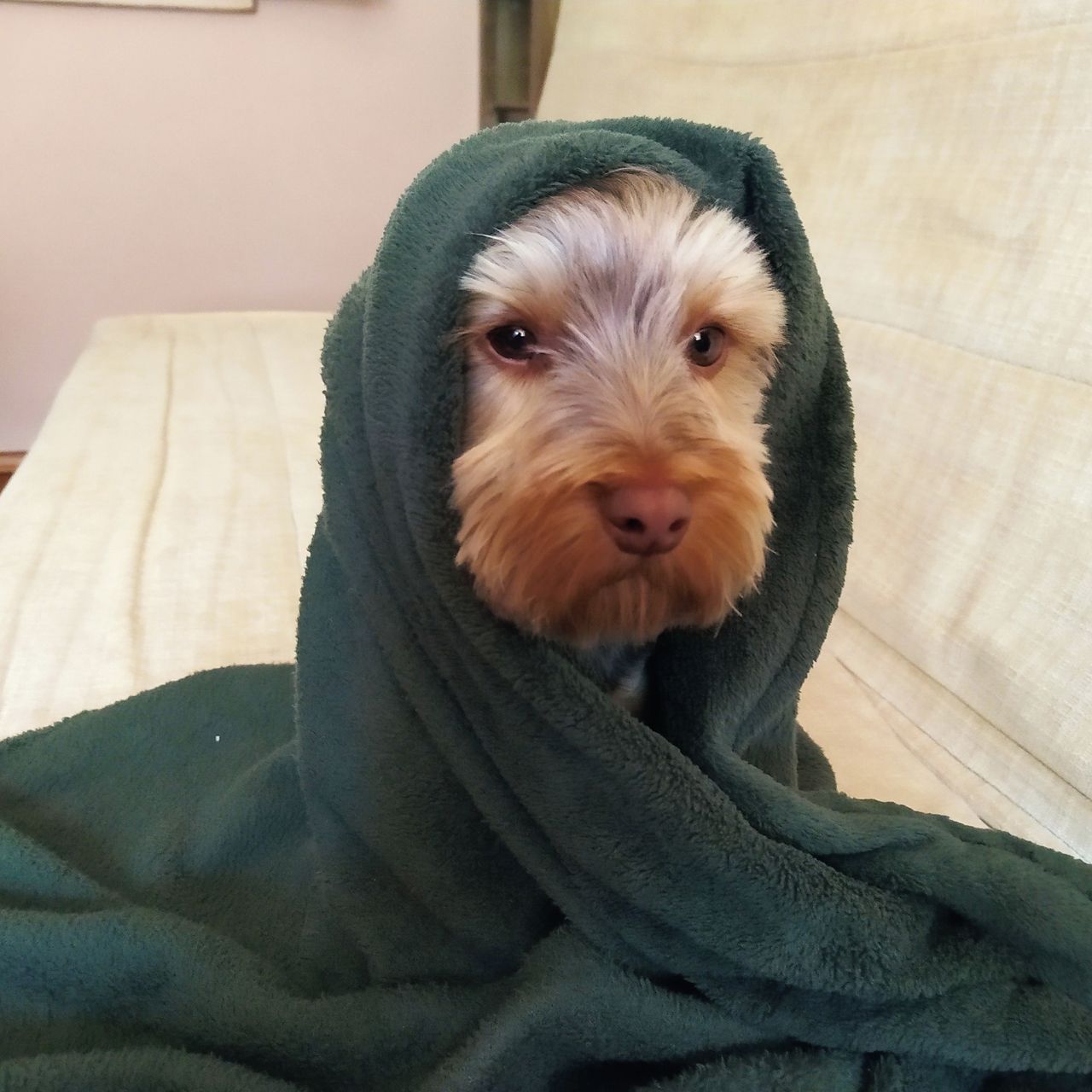 Soutěžní fotografie - Sendy,  Yorkšírský terier