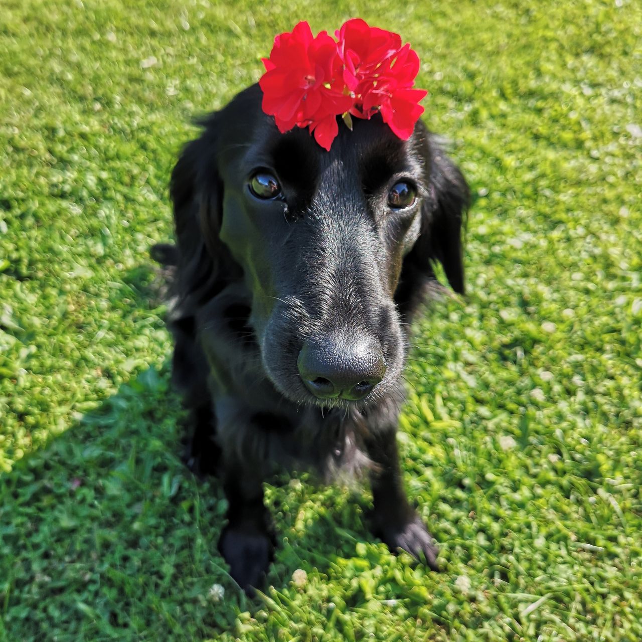 Soutěžní fotografie - Iris,  Ostatní