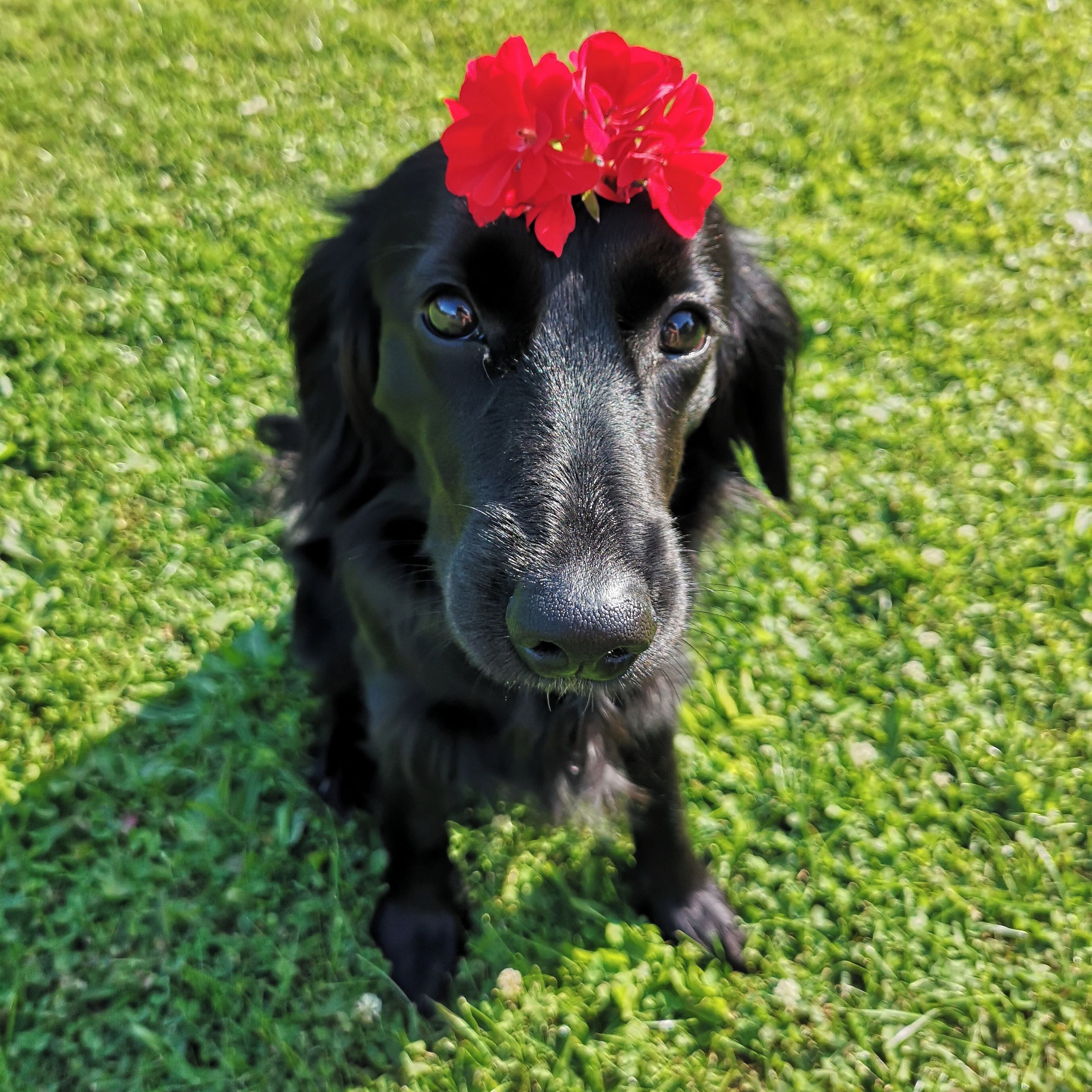 Soutěžní fotografie - Iris,  Ostatní