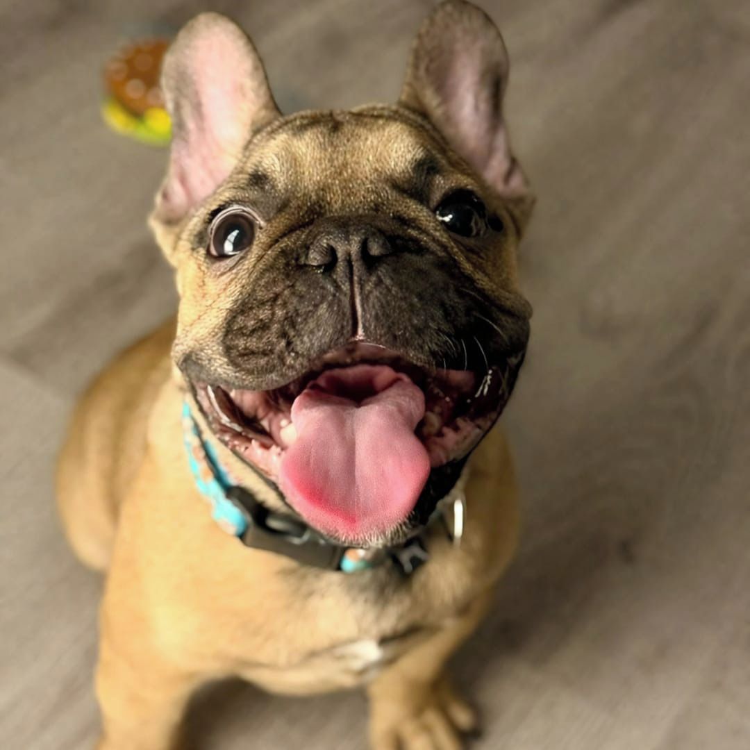 Soutěžní fotografie - Josef,  Francouzský buldoček