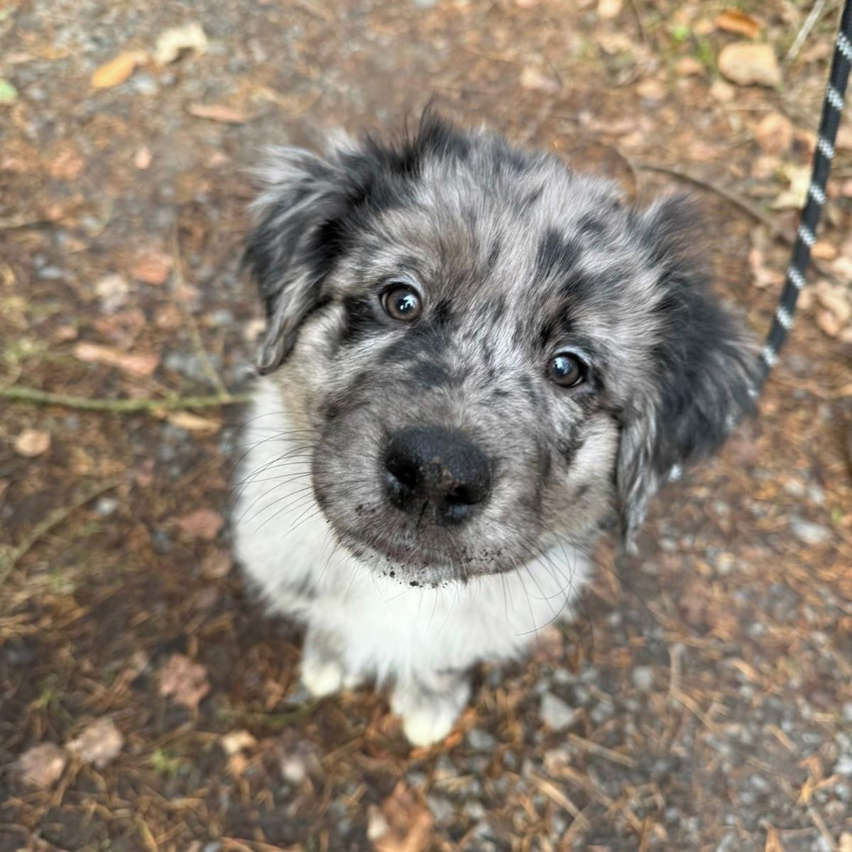 Soutěžní fotografie - Hagrid,  Australský ovčák