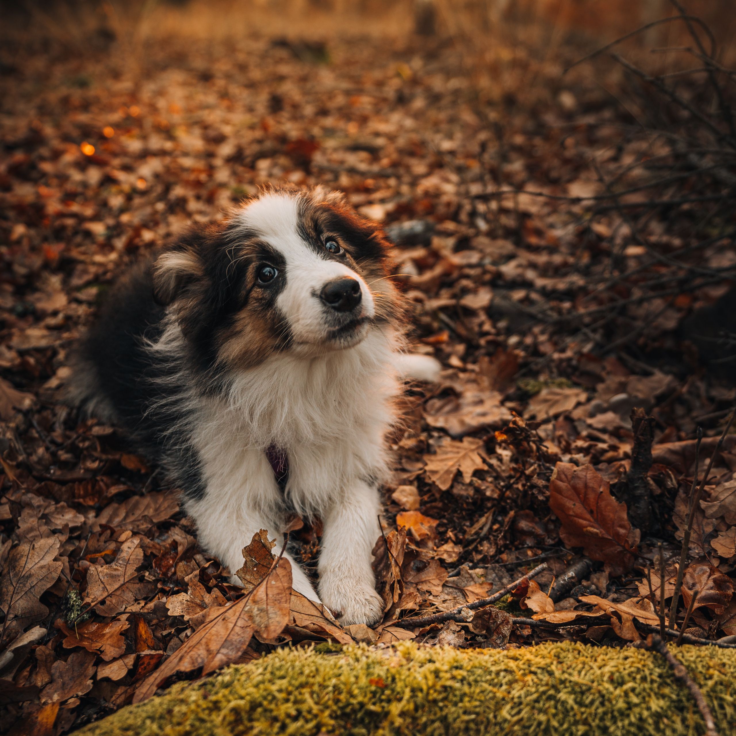 Soutěžní fotografie - Yvaine,  Border kolie