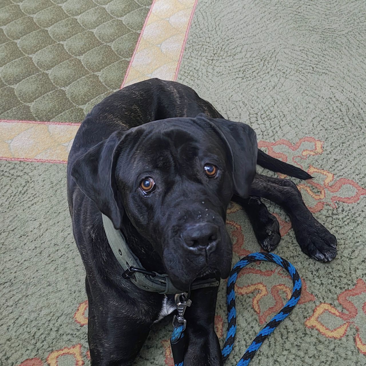 Soutěžní fotografie - Achilles,  Ostatní