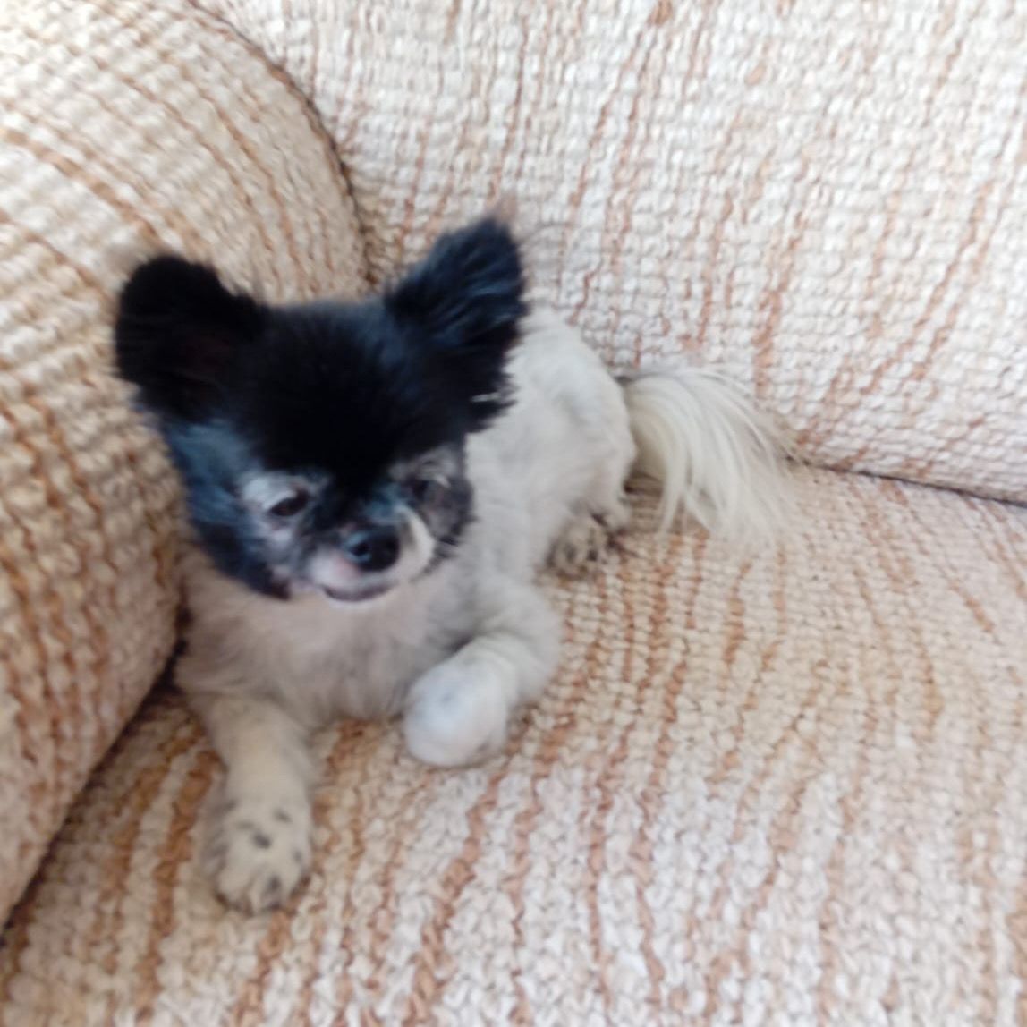 Soutěžní fotografie - Kiki,  Čivava