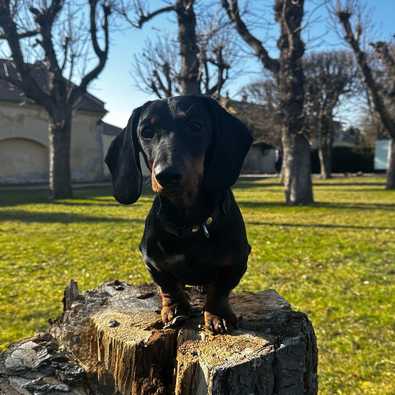 Soutěžní fotografie - Ginny,  Jezevčík