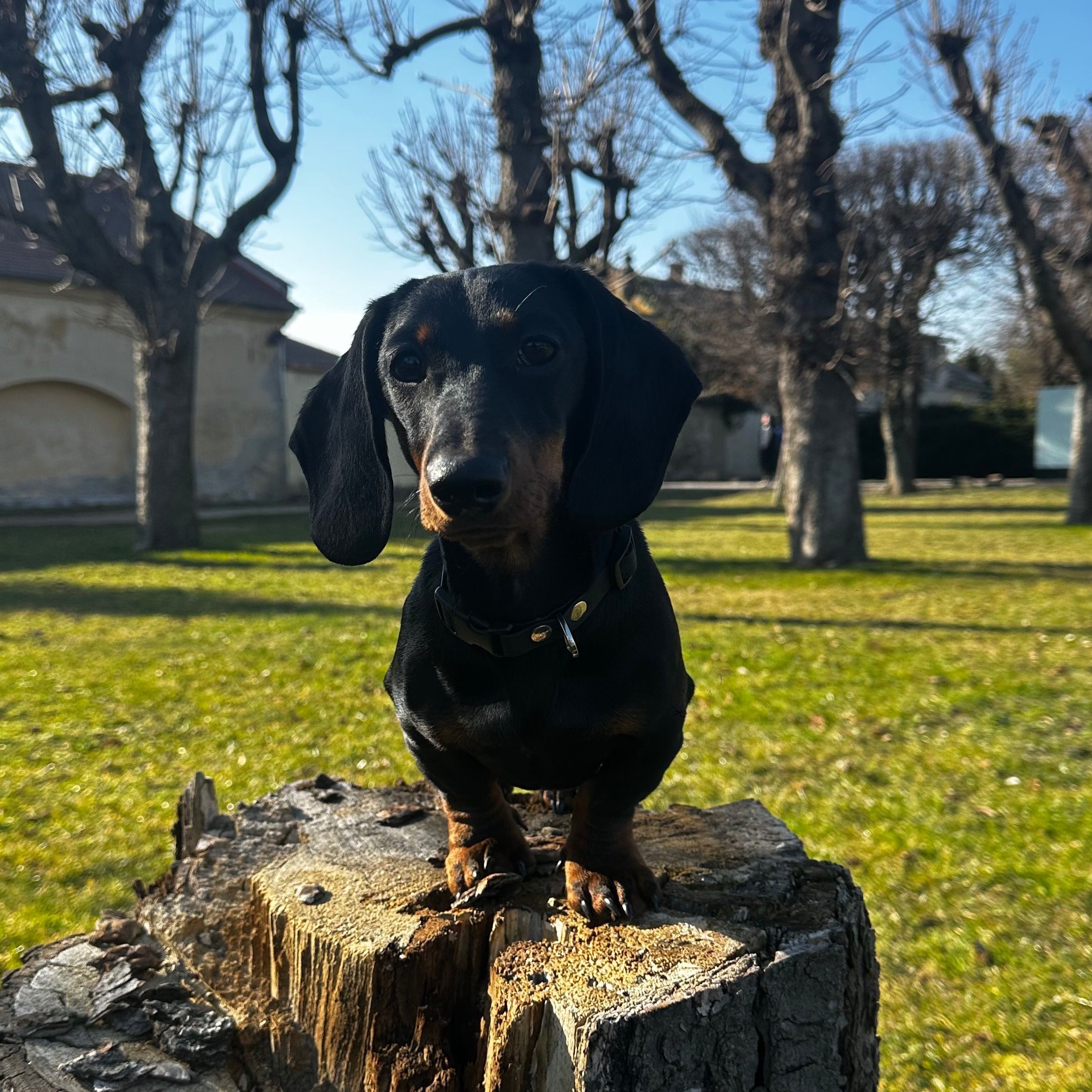 Soutěžní fotografie - Ginny,  Jezevčík