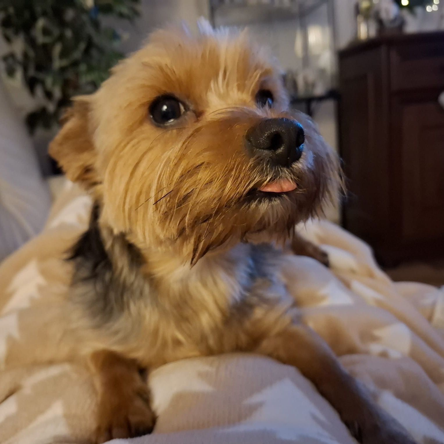 Soutěžní fotografie - Teddy,  Yorkšírský terier