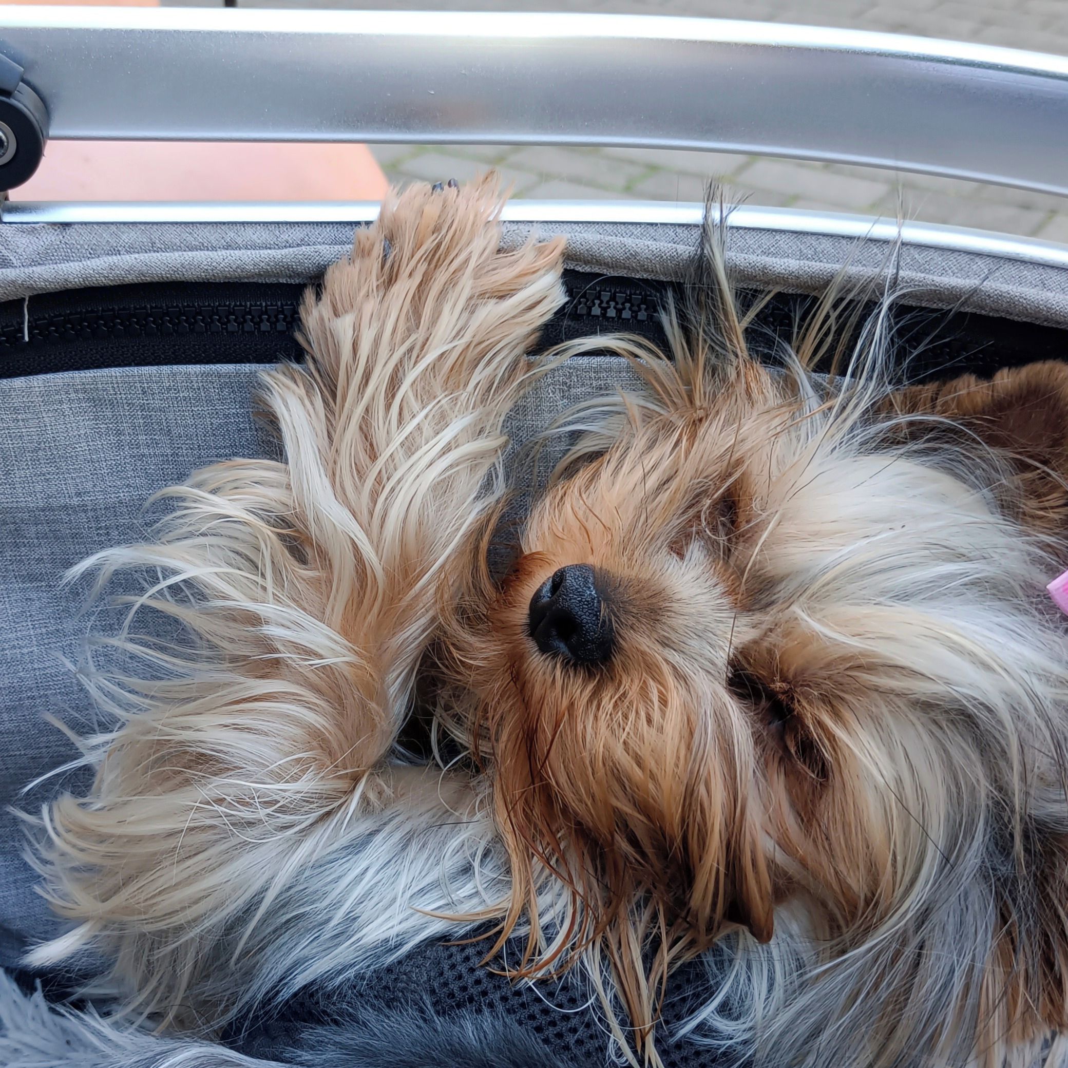 Soutěžní fotografie - Médea,  Yorkšírský terier