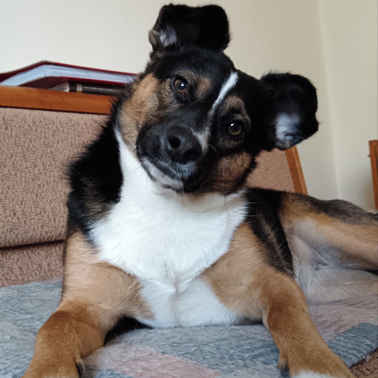 Soutěžní fotografie - Lajka,  Ostatní