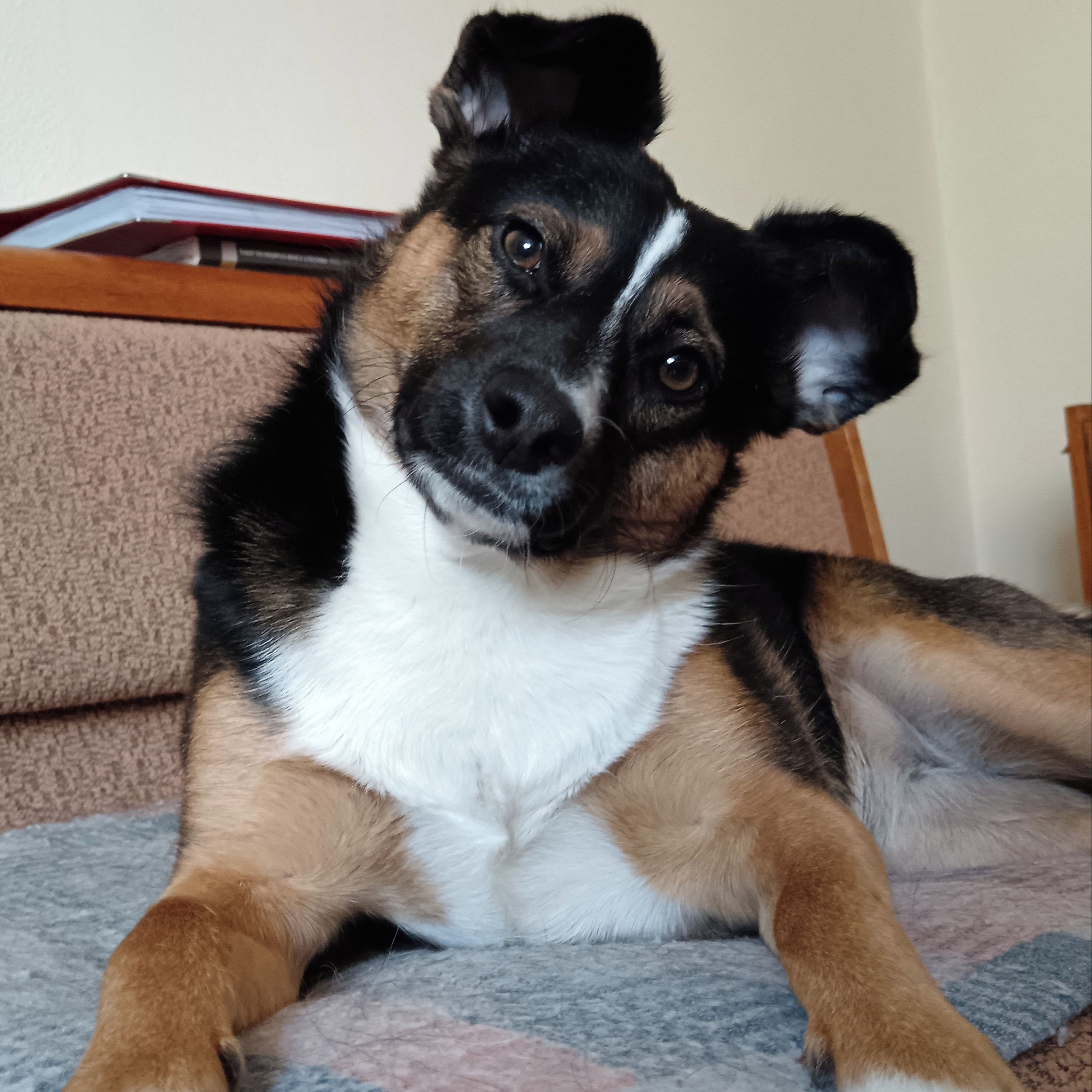 Soutěžní fotografie - Lajka,  Ostatní