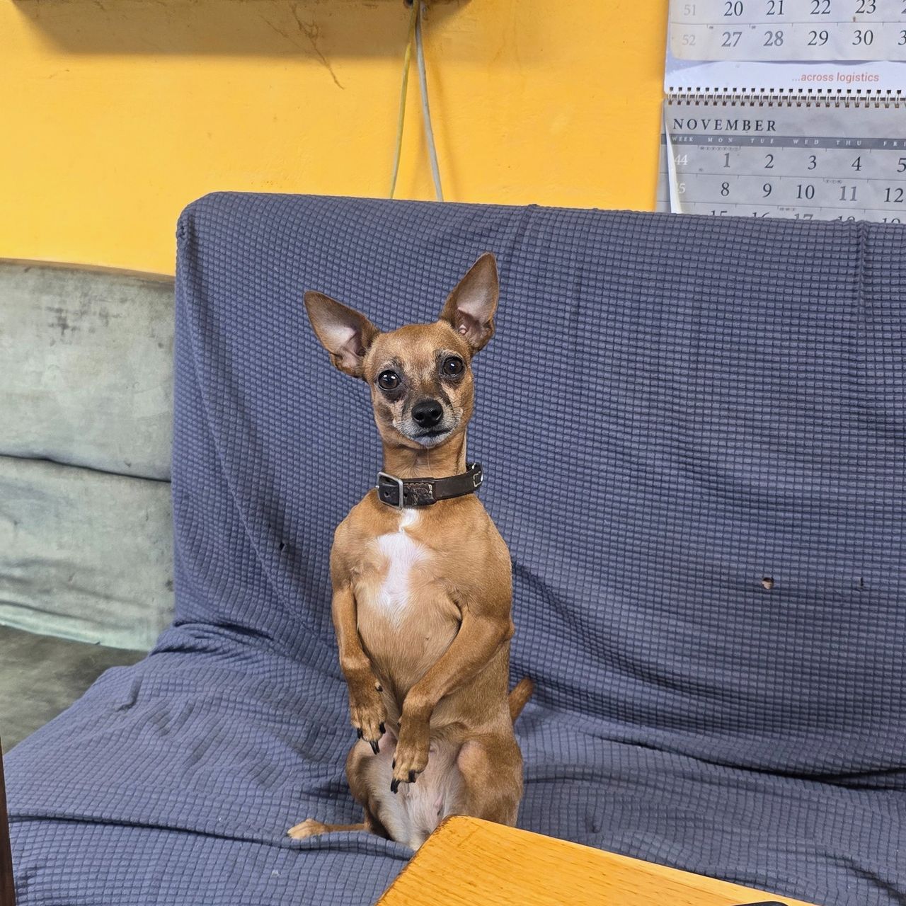 Soutěžní fotografie - Emily,  Pražský krysařík