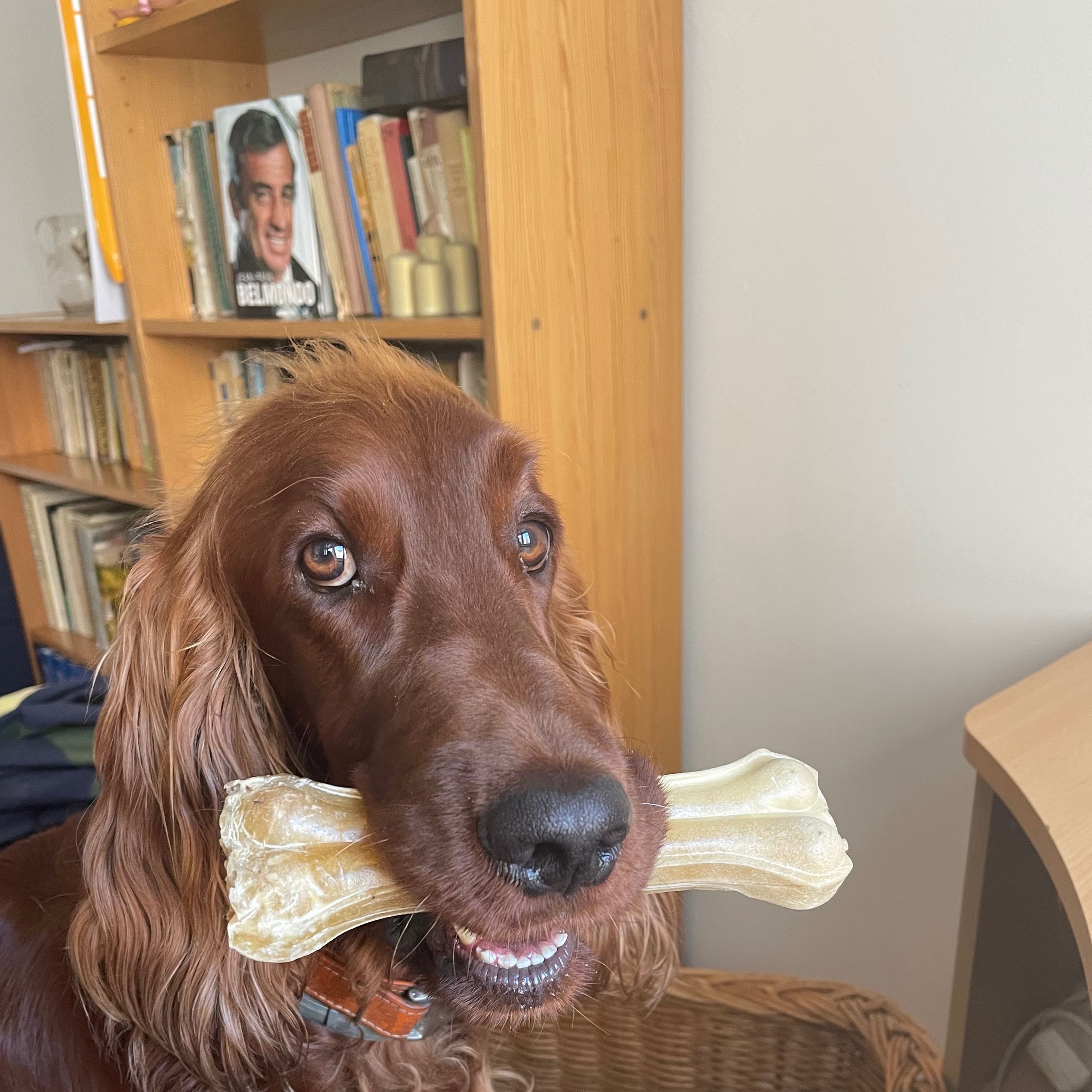 Soutěžní fotografie - Dweight David,  Irský setr