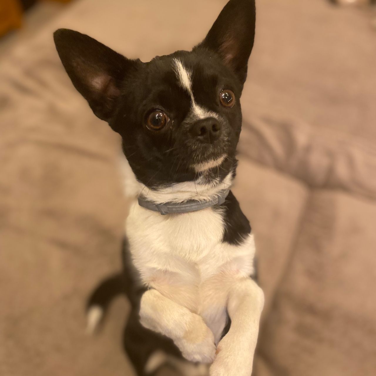 Soutěžní fotografie - Jerry,  Čivava krátkosrstá