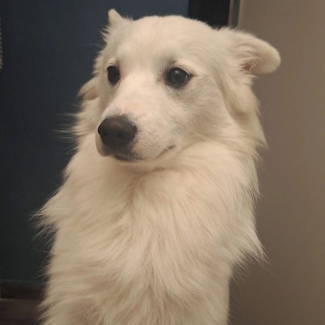 Soutěžní fotografie - Bailey,  Německý špic střední