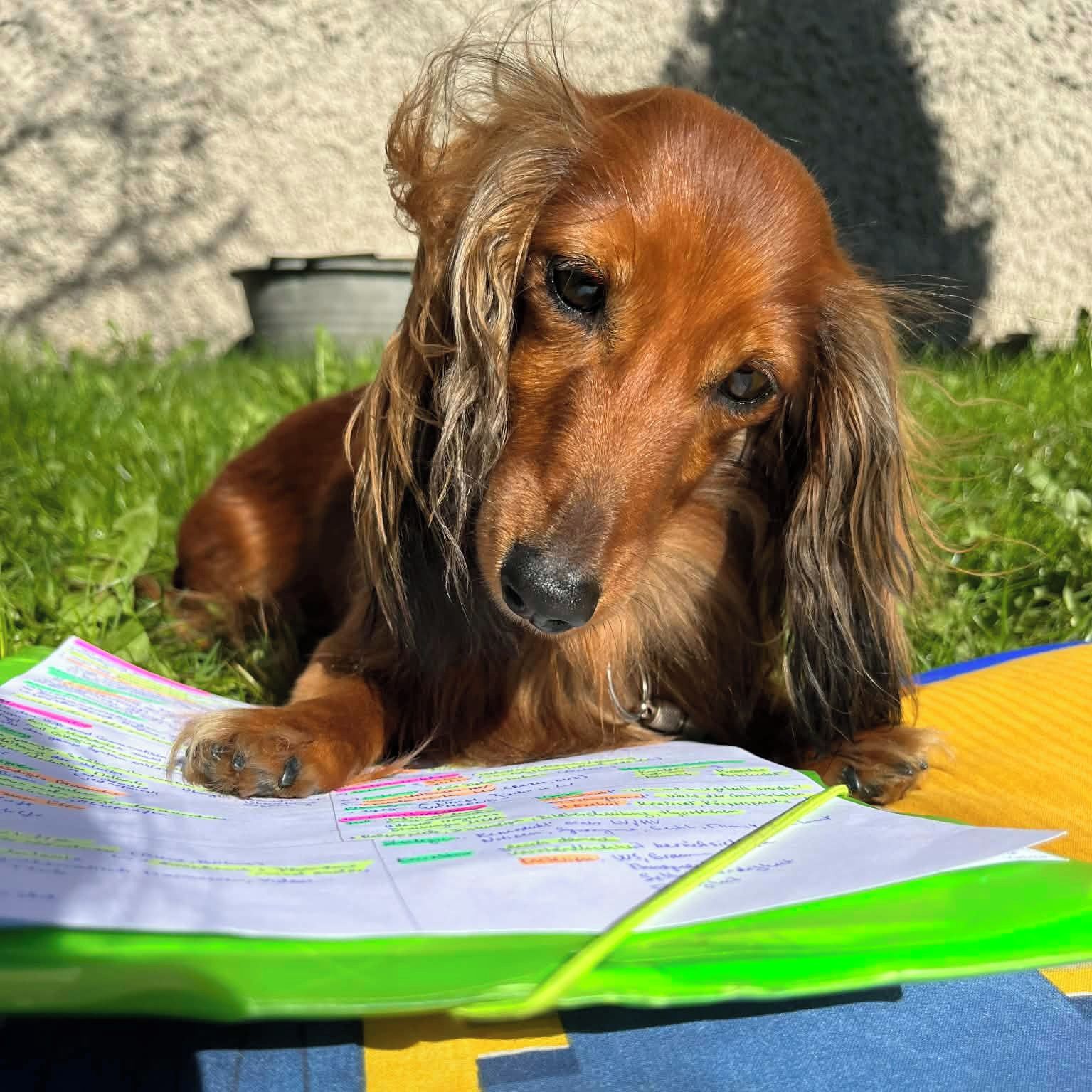 Soutěžní fotografie - Fanynka,  Jezevčík