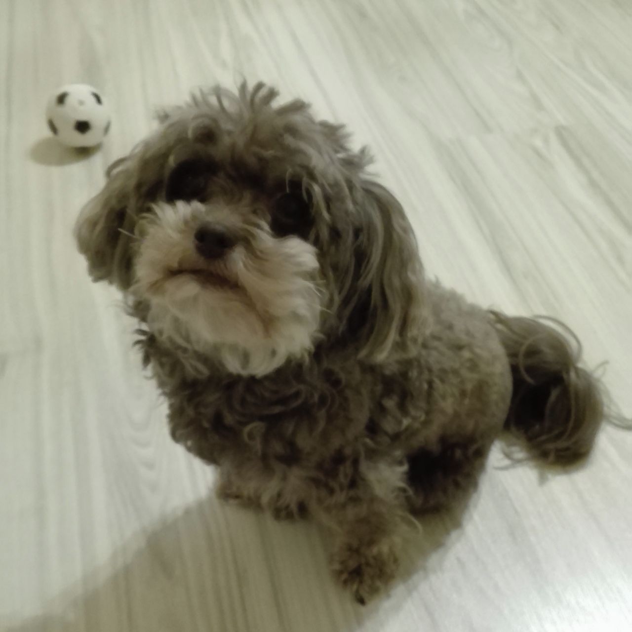 Soutěžní fotografie - Corry,  Boloňský psík