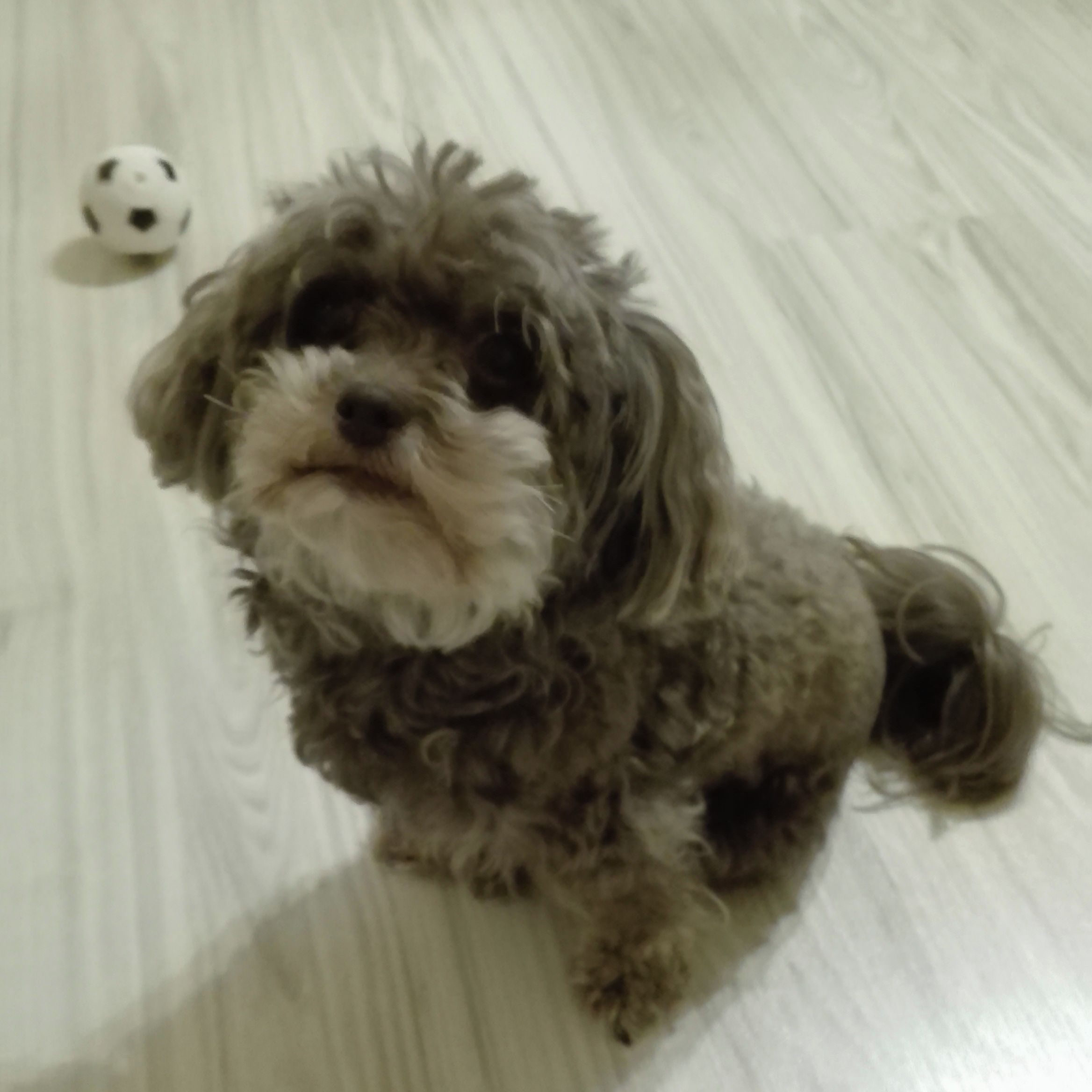 Soutěžní fotografie - Corry,  Boloňský psík