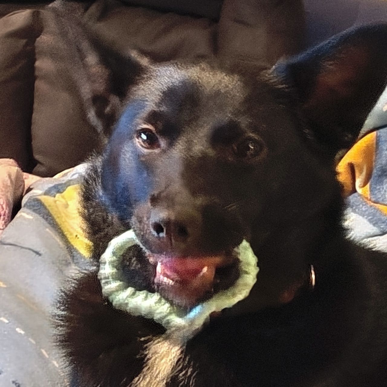 Soutěžní fotografie - Cookie,  Ostatní