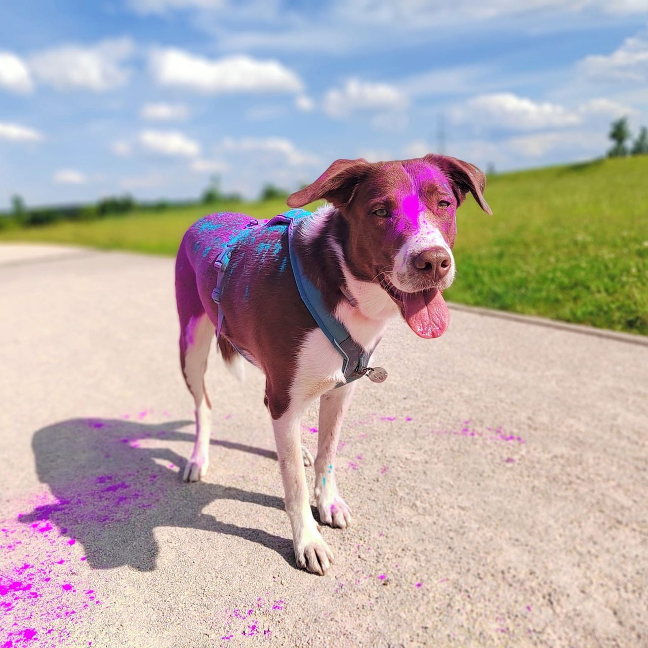 Soutěžní fotografie - Ella,  Ostatní