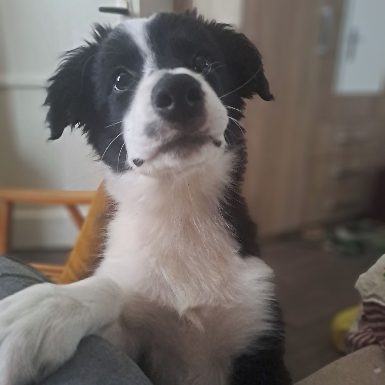 Soutěžní fotografie - Merlin,  Border kolie