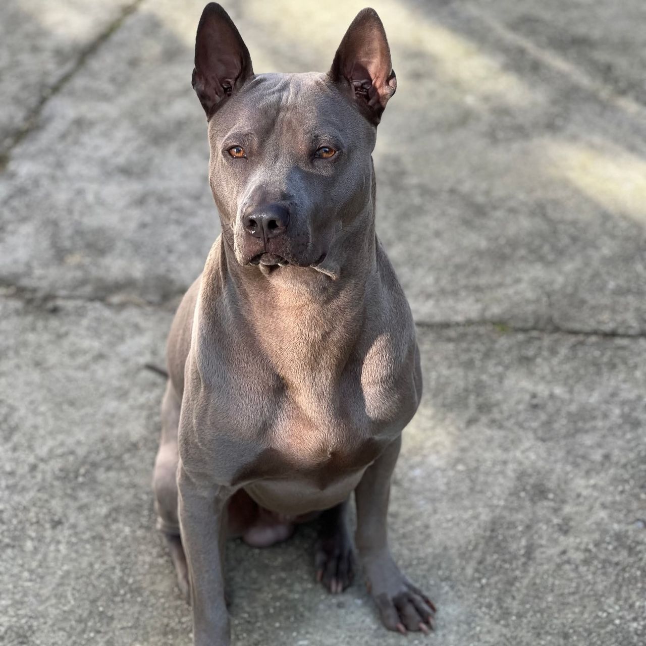 Soutěžní fotografie - Anubis,  Thajský ridgeback