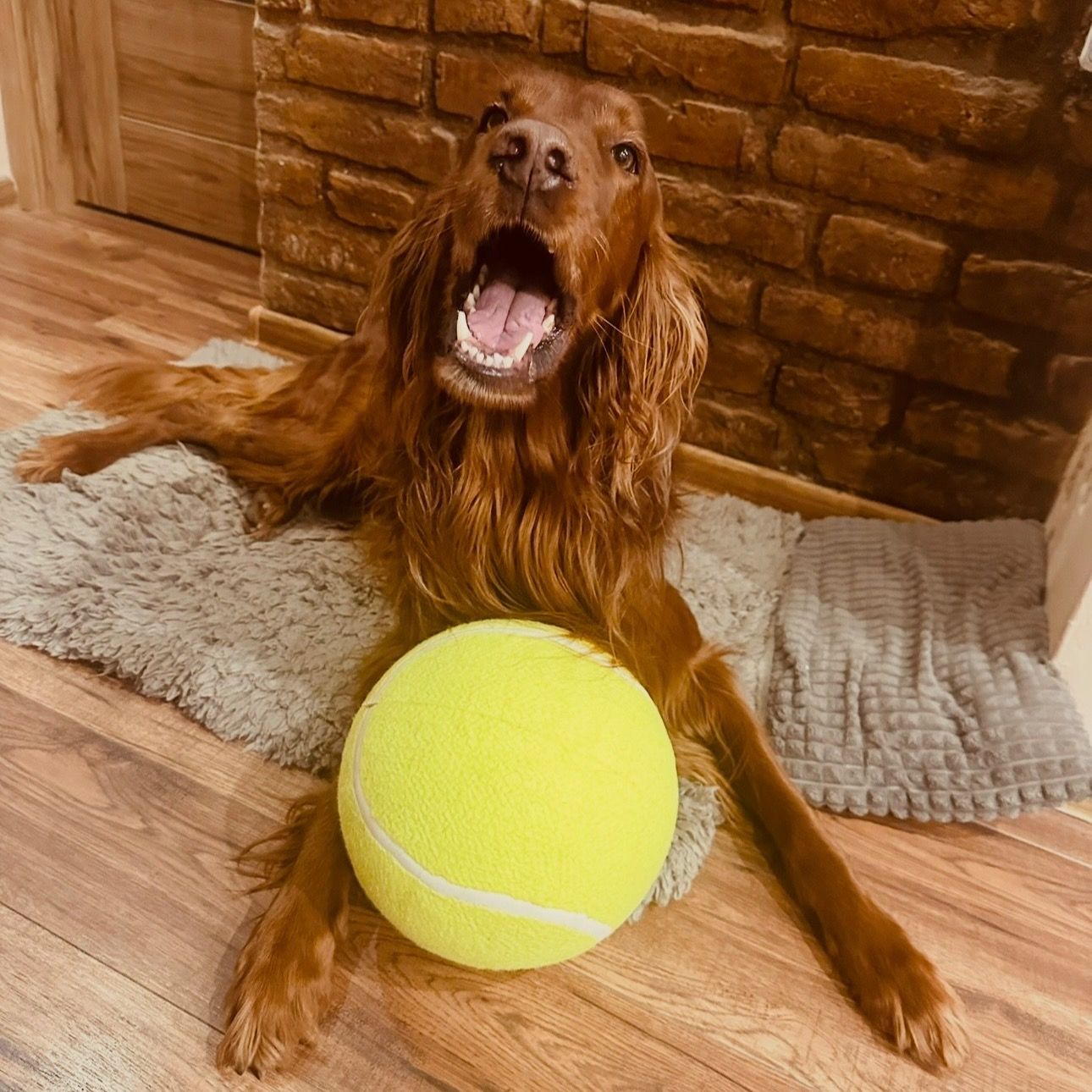 Soutěžní fotografie - Rocky,  Irský setr