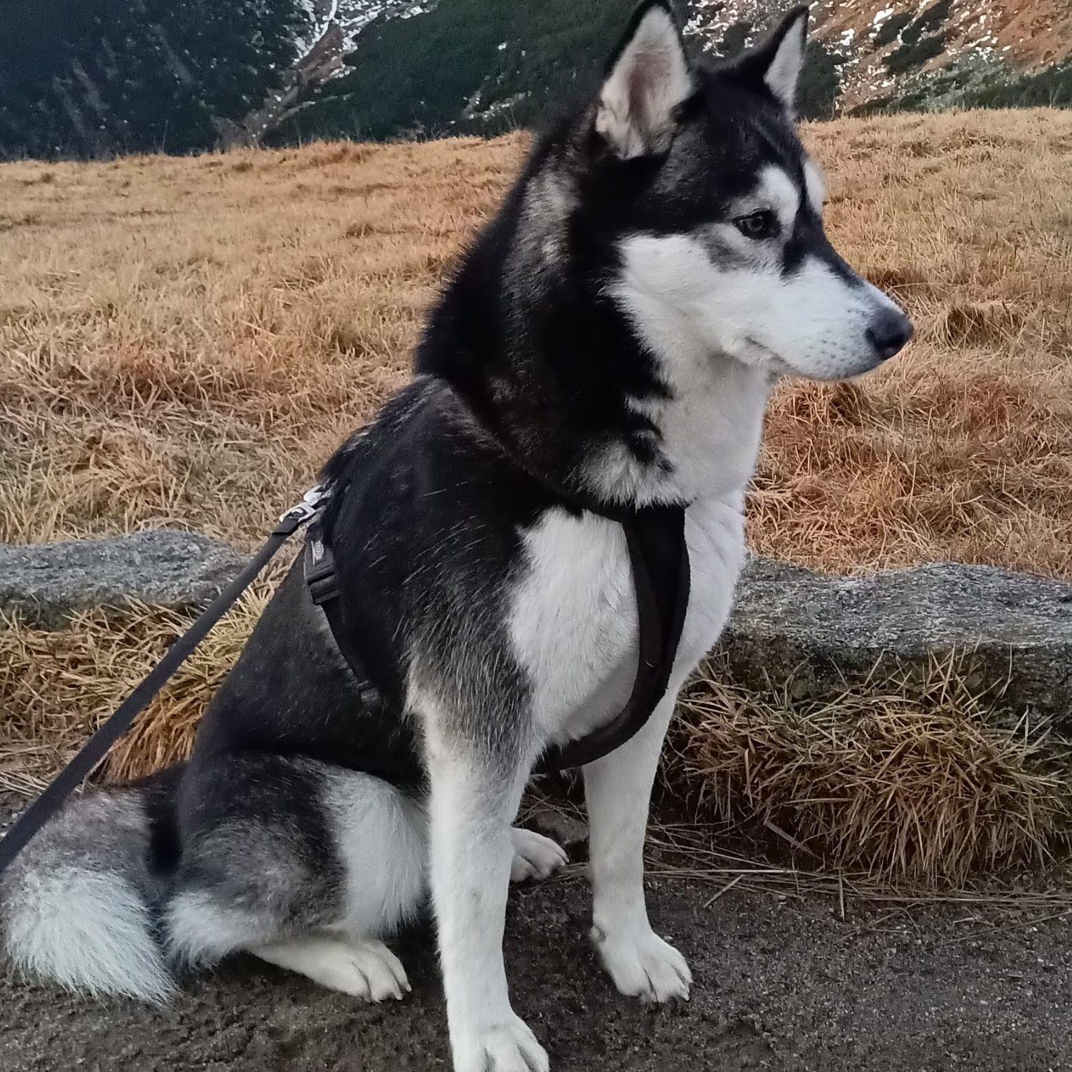 Soutěžní fotografie - ABBA,  Sibiřský husky