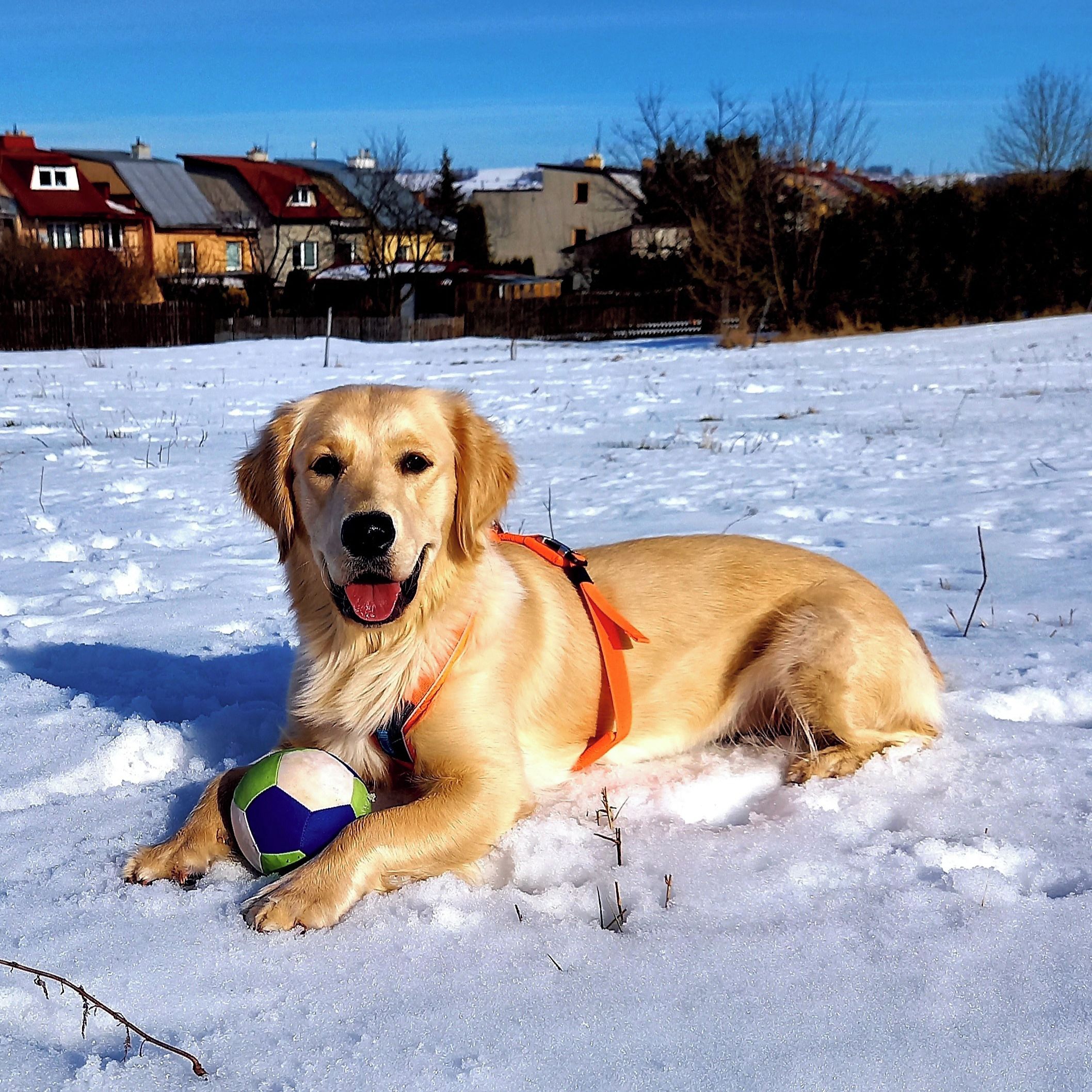 Soutěžní fotografie - Holly,  Zlatý retriever
