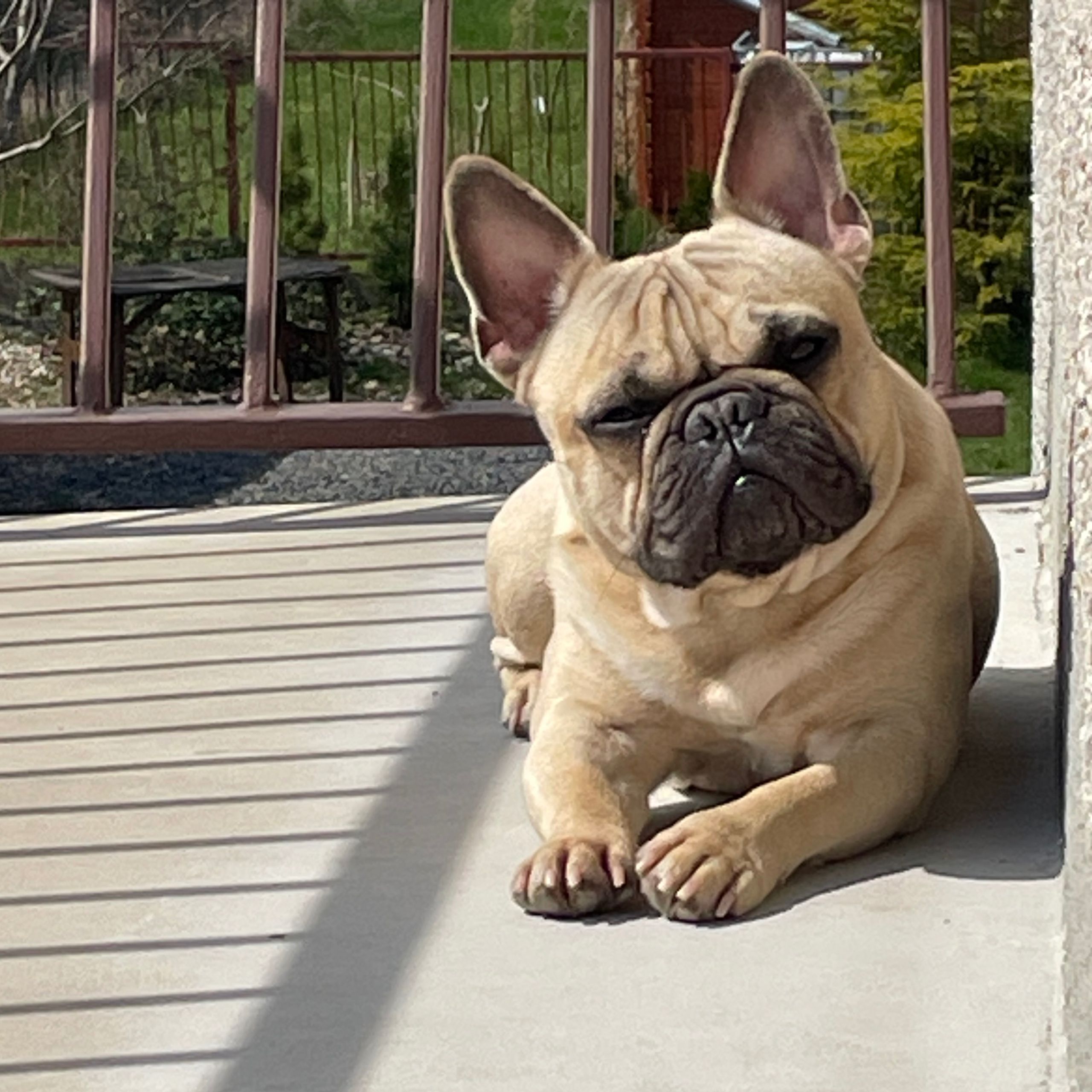 Soutěžní fotografie - Max,  Francouzský buldoček